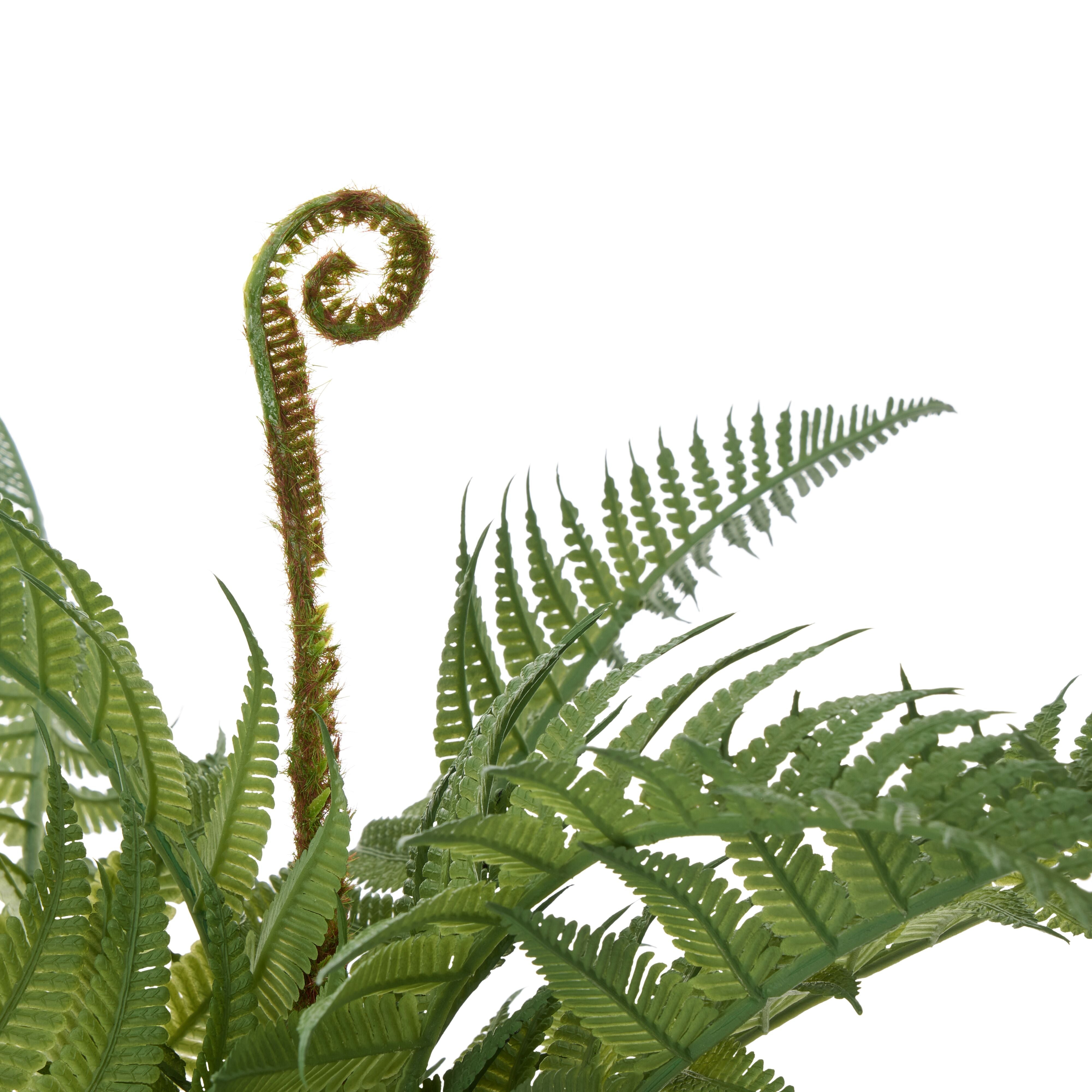 Rogue Boston Fern - Garden Pot 27cm
