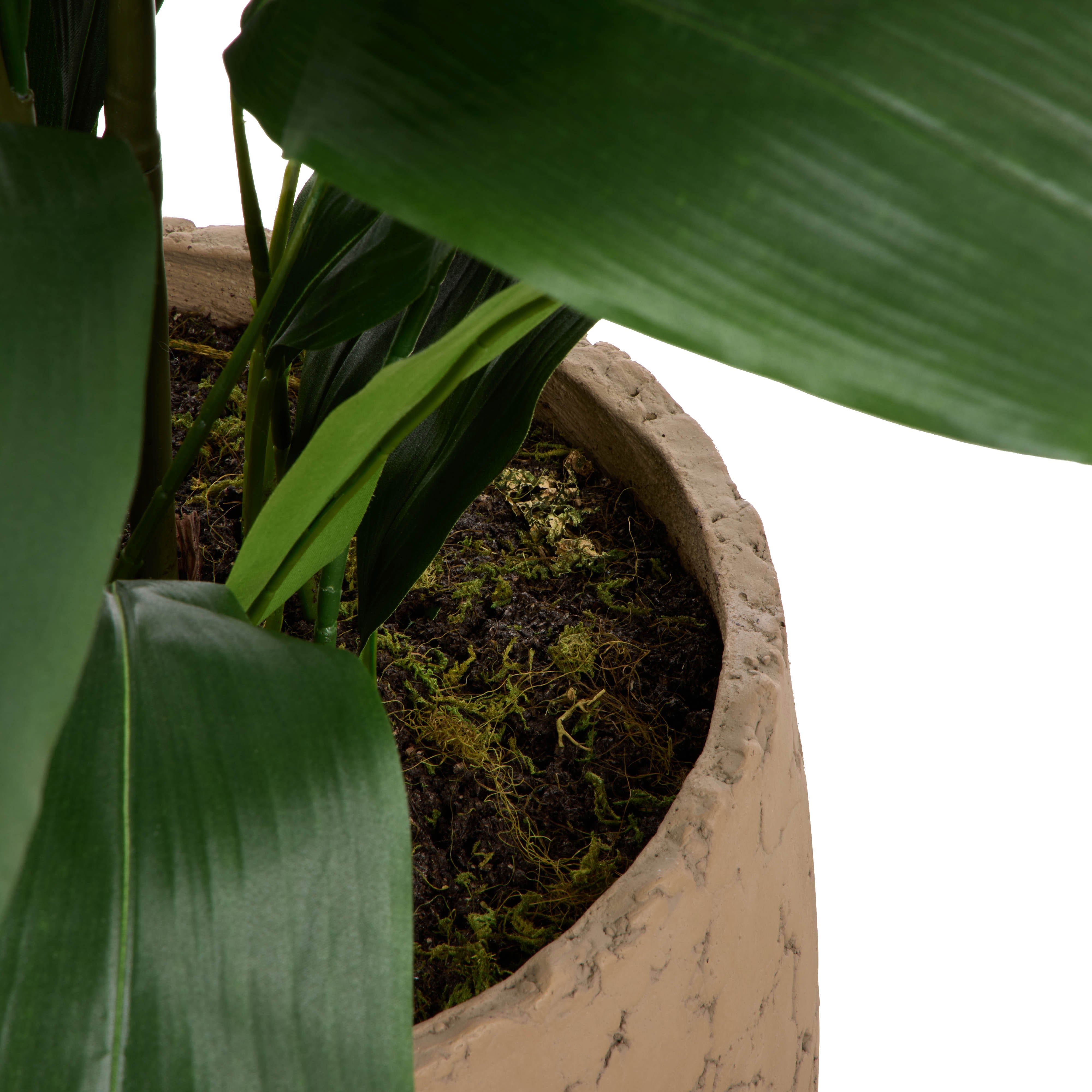Rogue Cast Iron Plant - Oliver UV 116cm