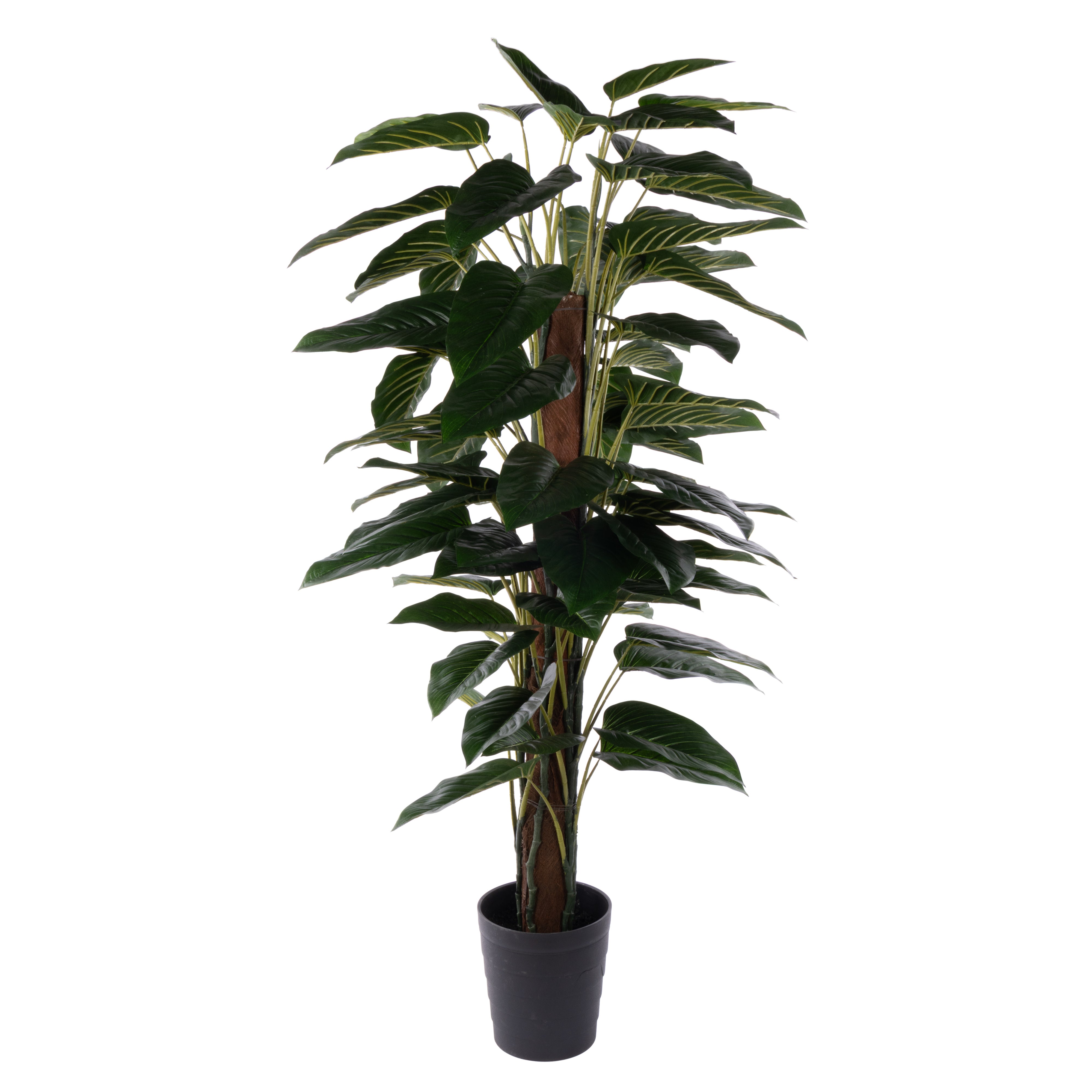 Rogue Philodendron UV - Garden Pot 180cm