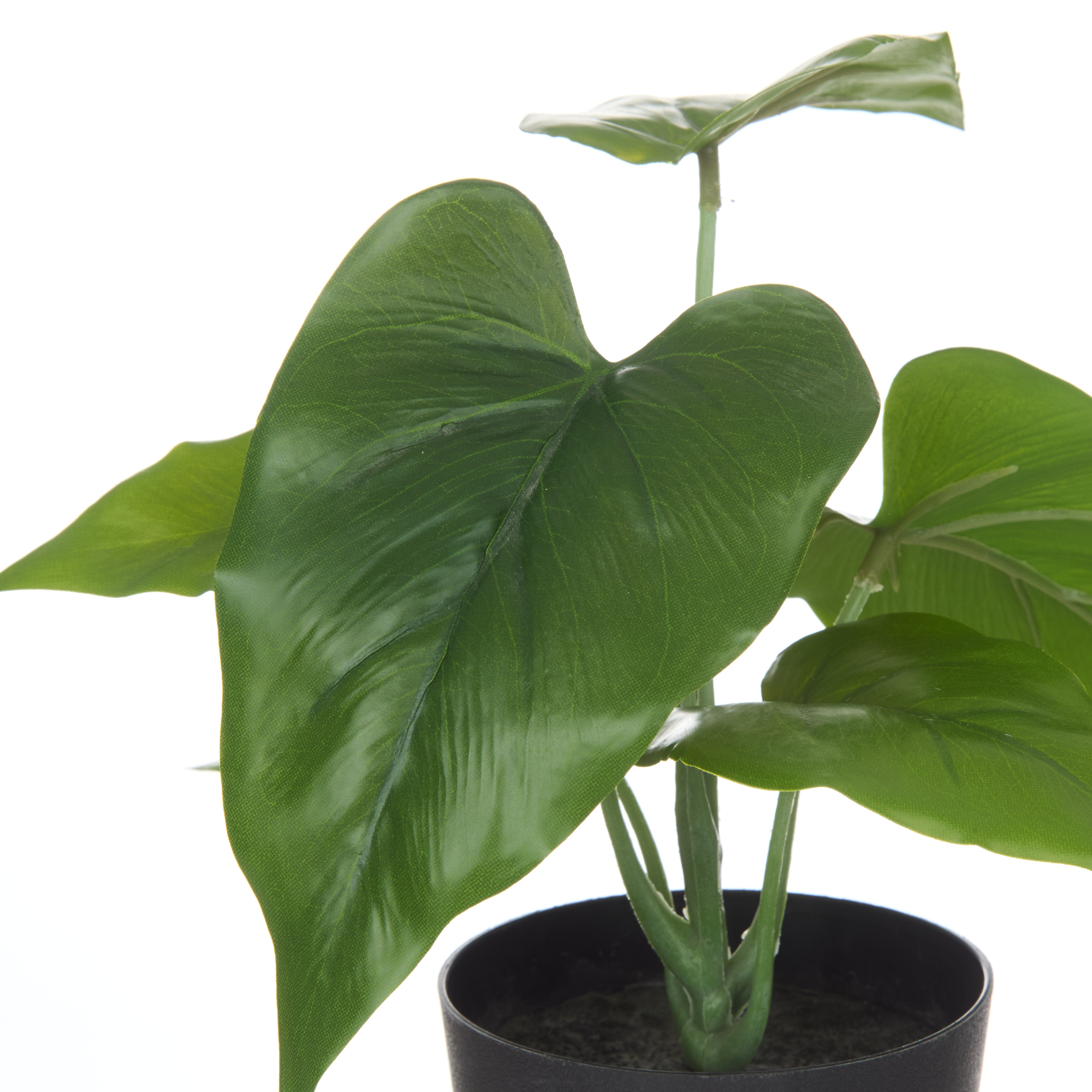 Rogue Anthurium Plant - Garden Pot