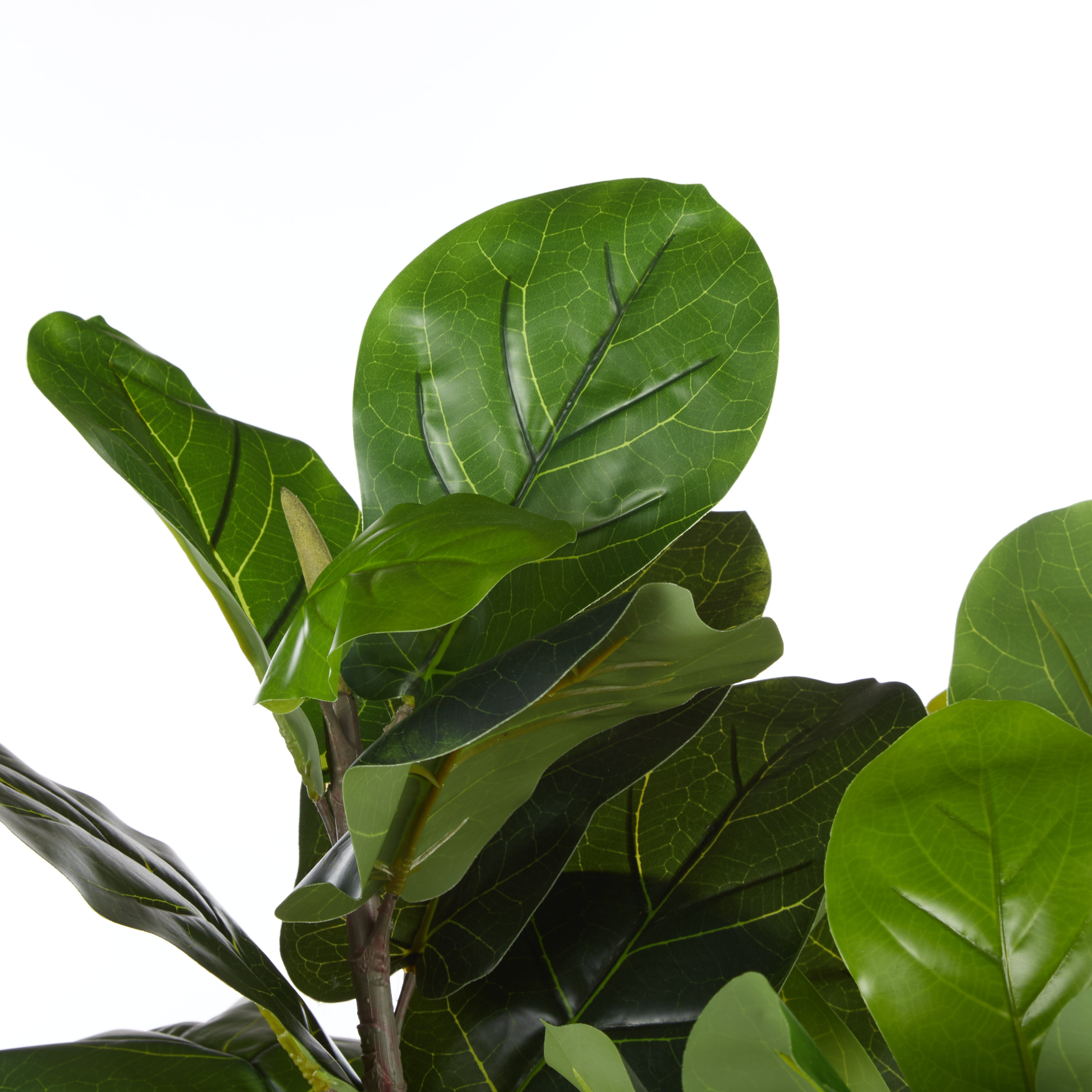 Rogue Giant Fiddle Plant - Vienna Planter 62 x 100cm