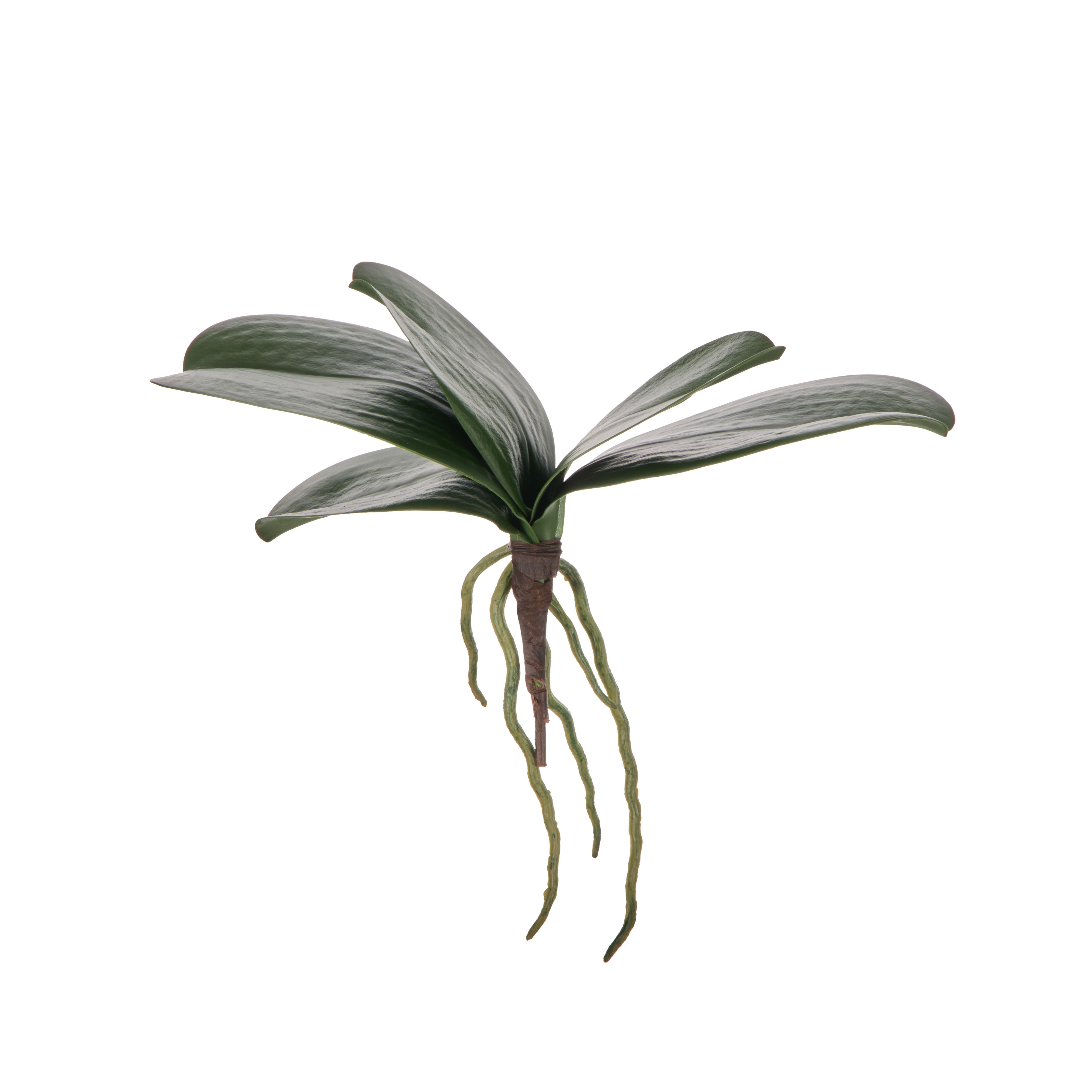 Rogue Orchid Rooted Foliage 20cm