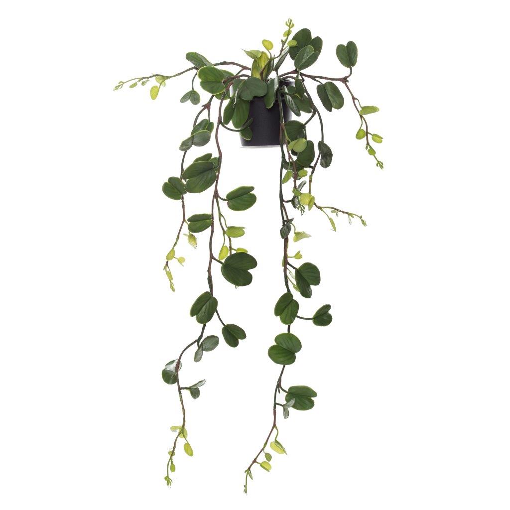 Rogue String of Hearts - Garden Pot Green