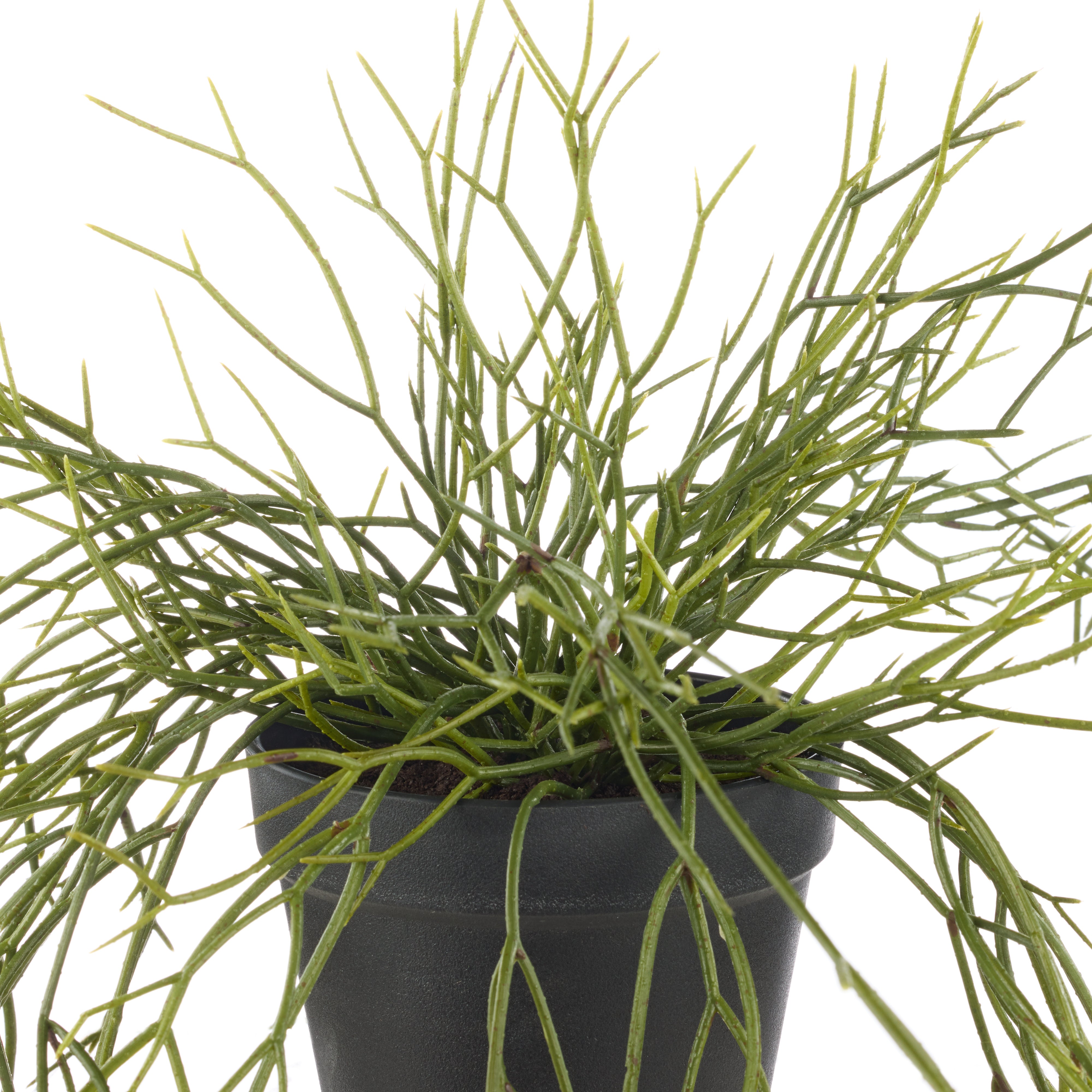 Rogue Mistletoe Cactus Hanging - Garden Pot Green