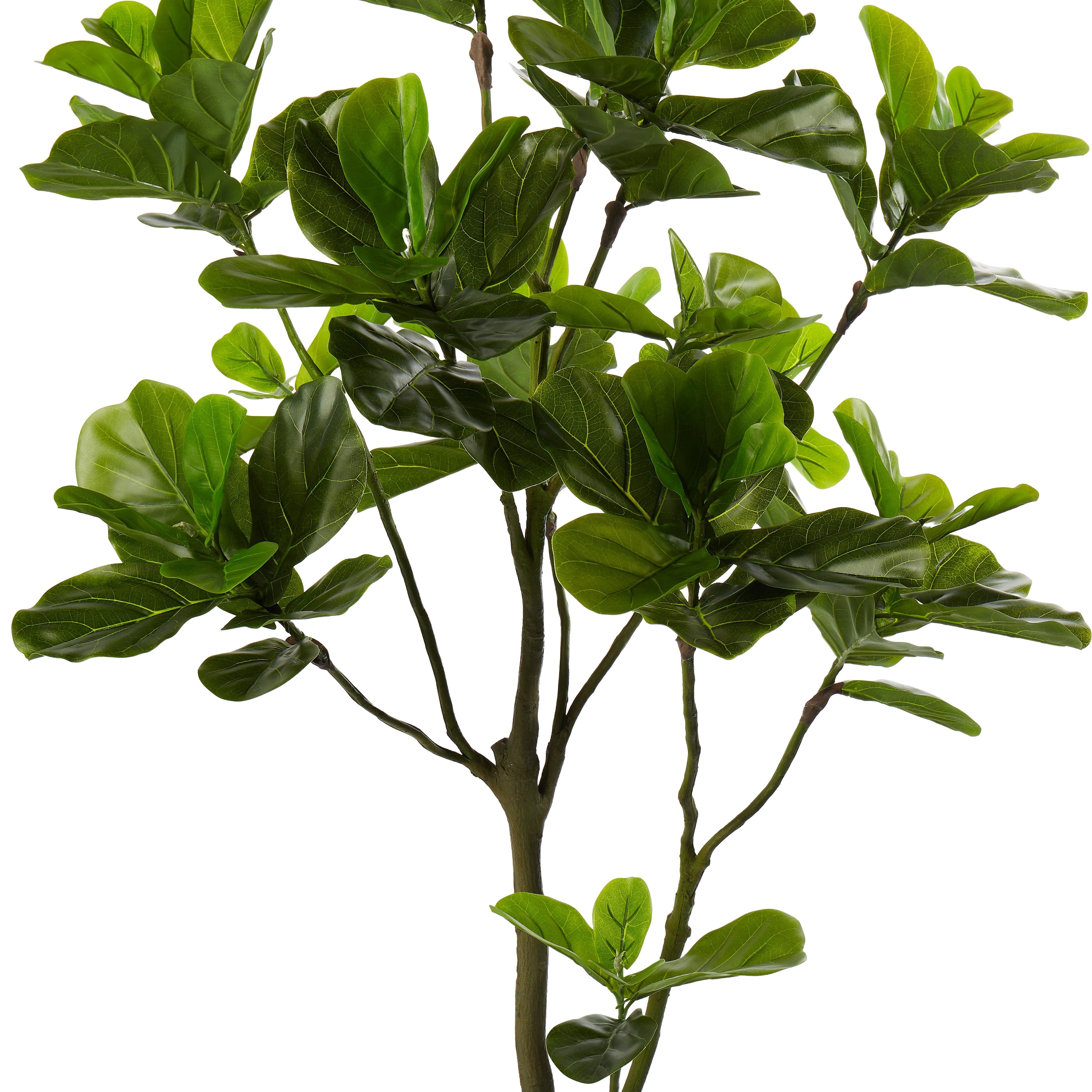Rogue Fiddle Tree in Pot 190cm