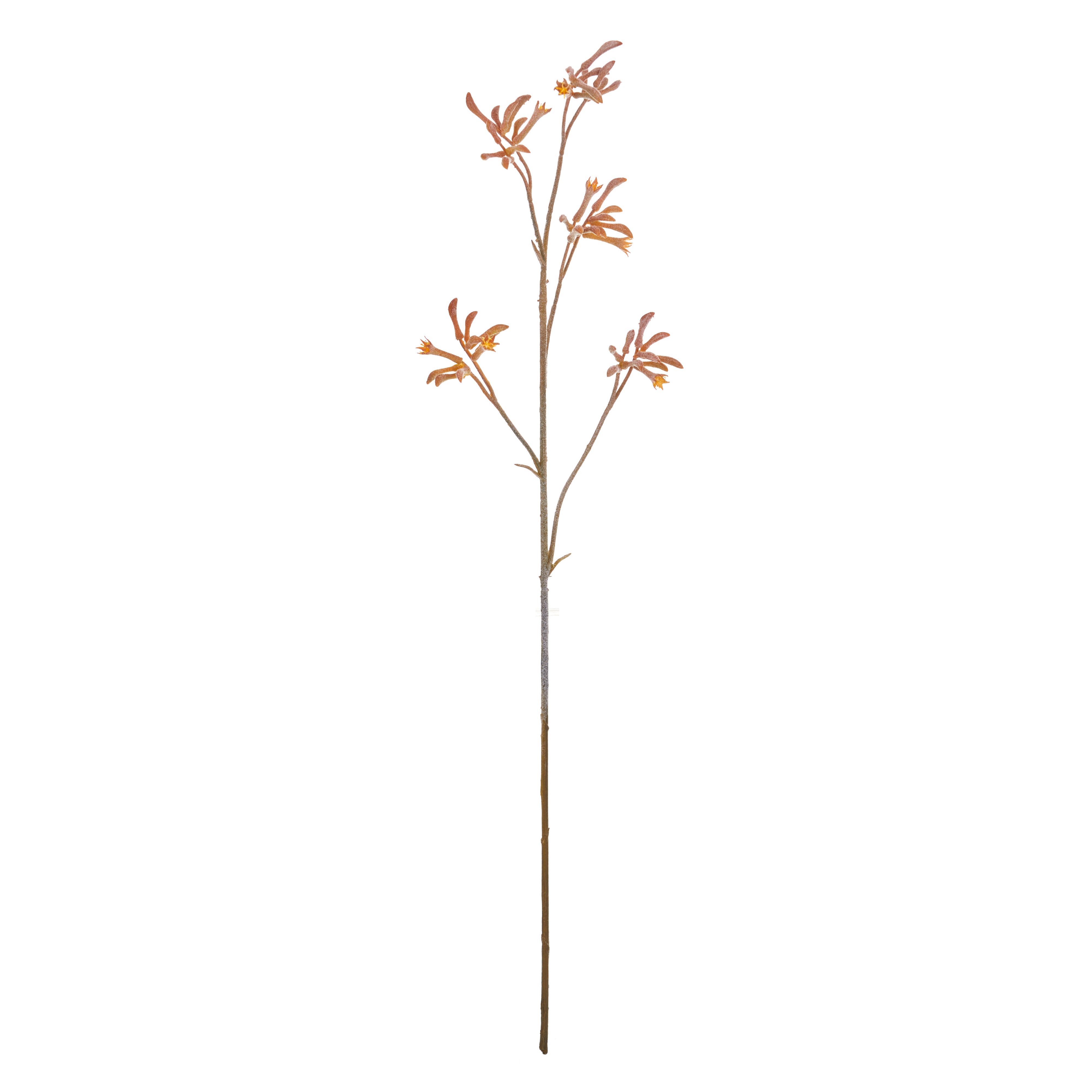 Rogue Kangaroo Paw Spray Yellow