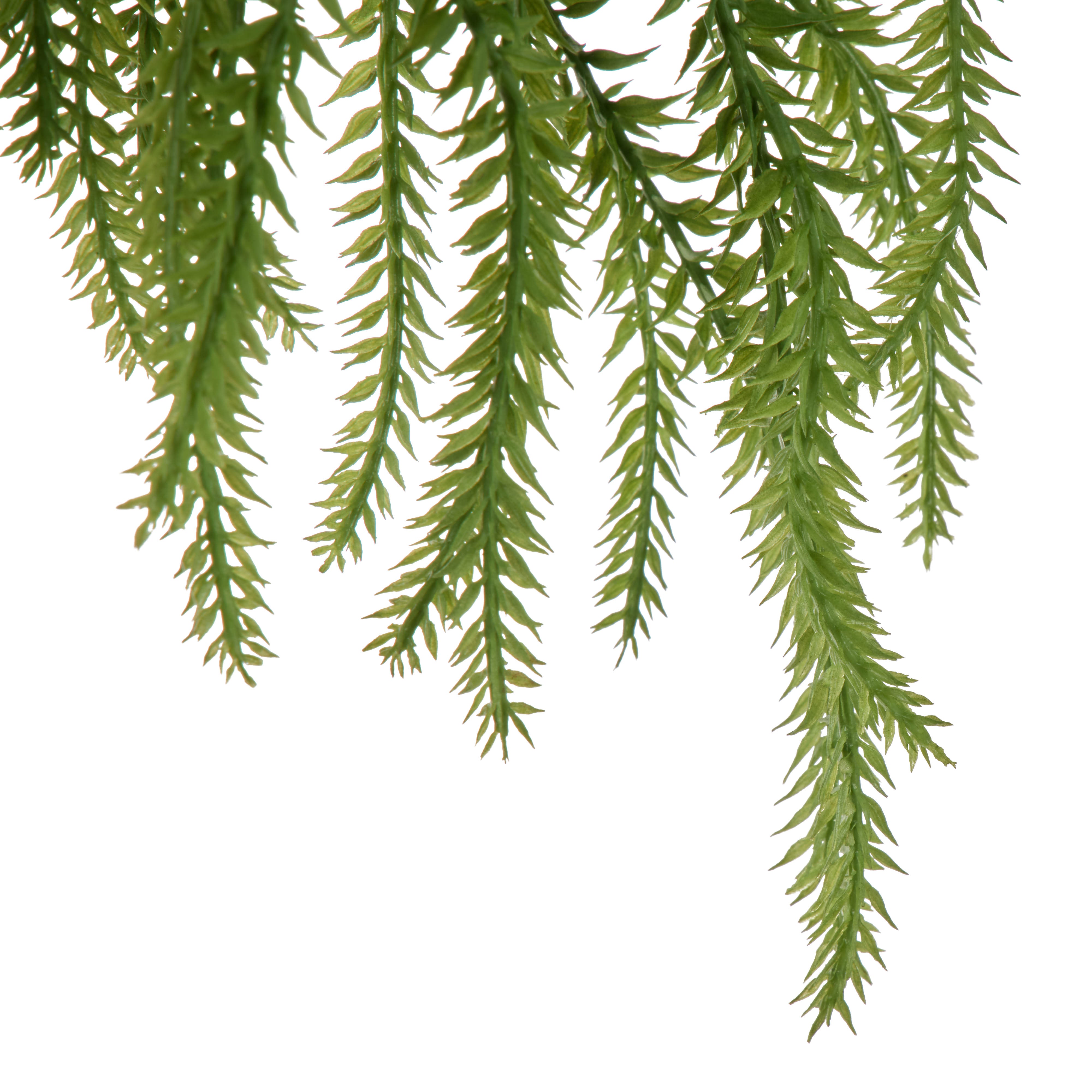 Rogue Tassel Fern