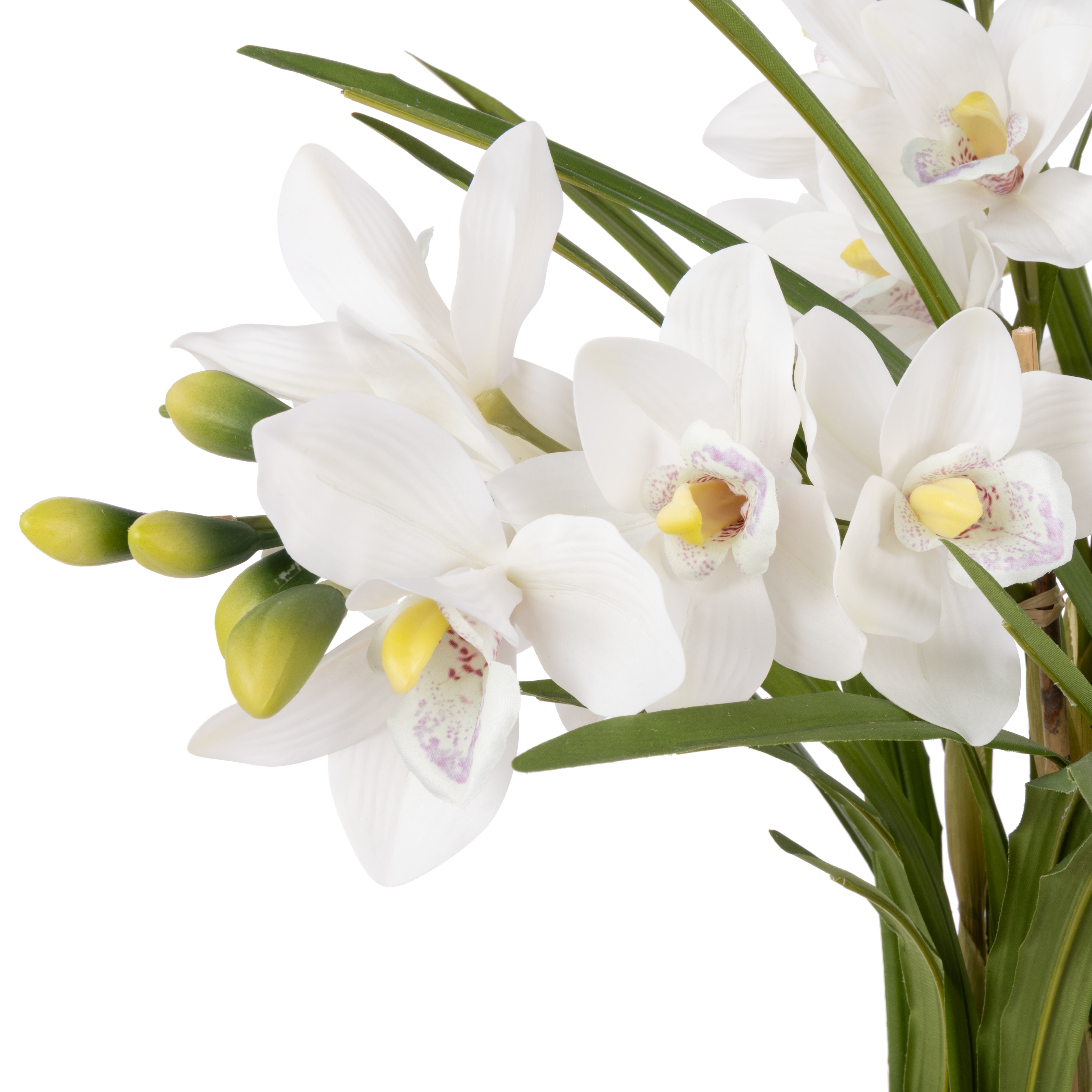 Rogue Cymbidium Orchid Pot 85cm