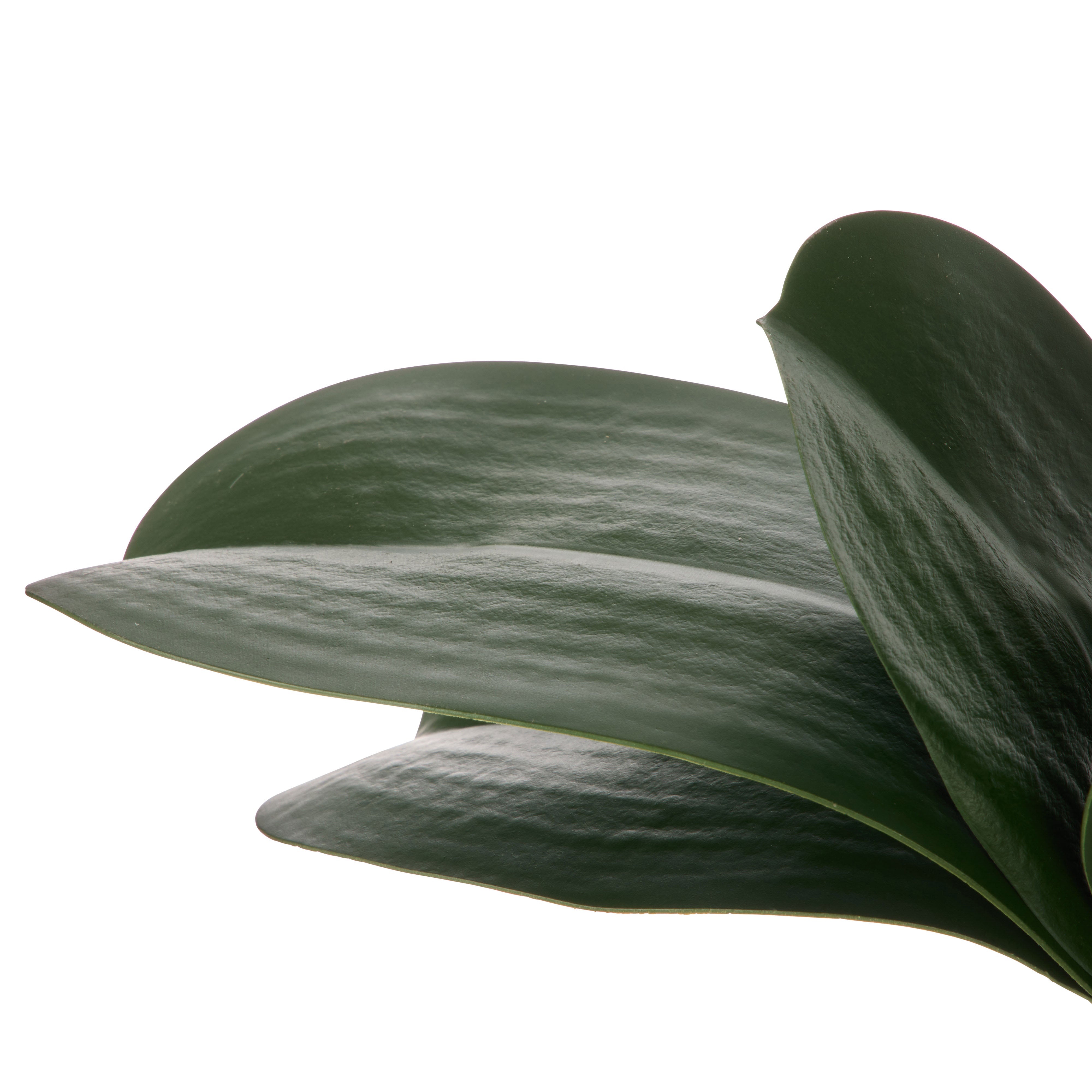 Rogue Orchid Rooted Foliage 24cm