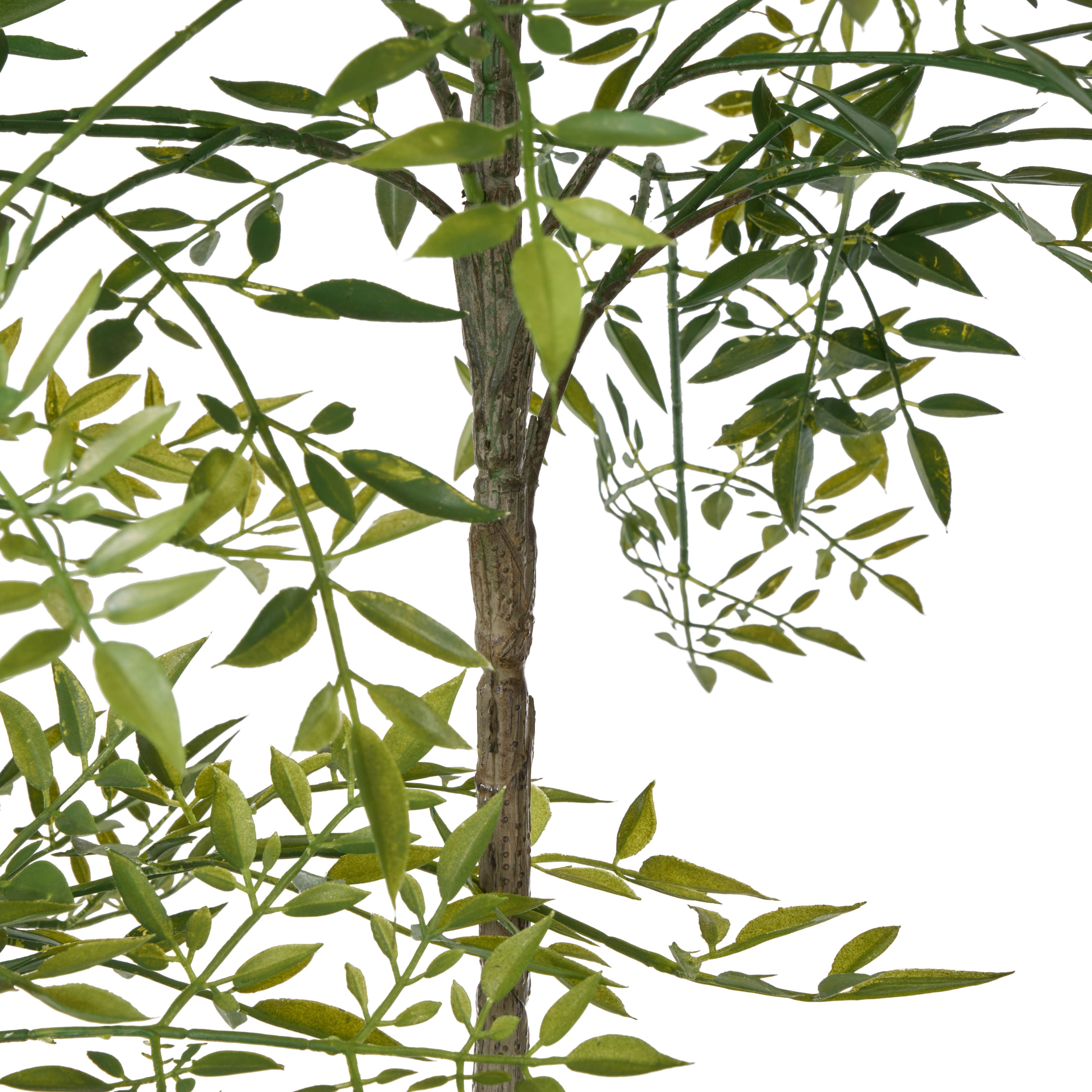 Rogue & Grand Designs Ficus Tree - Trillium Planter Green & Sandalwood