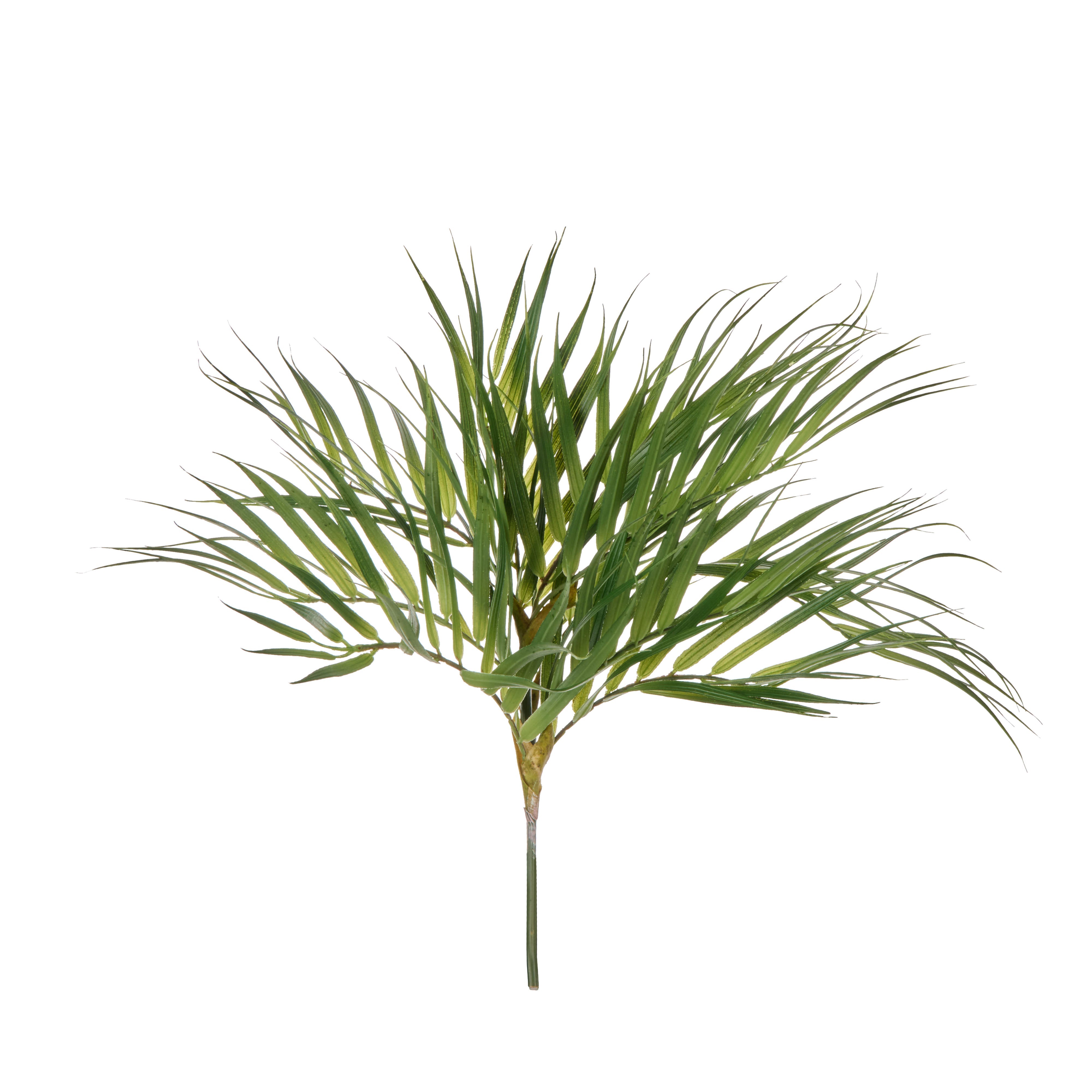 Rogue Phoenix Palm 38cm