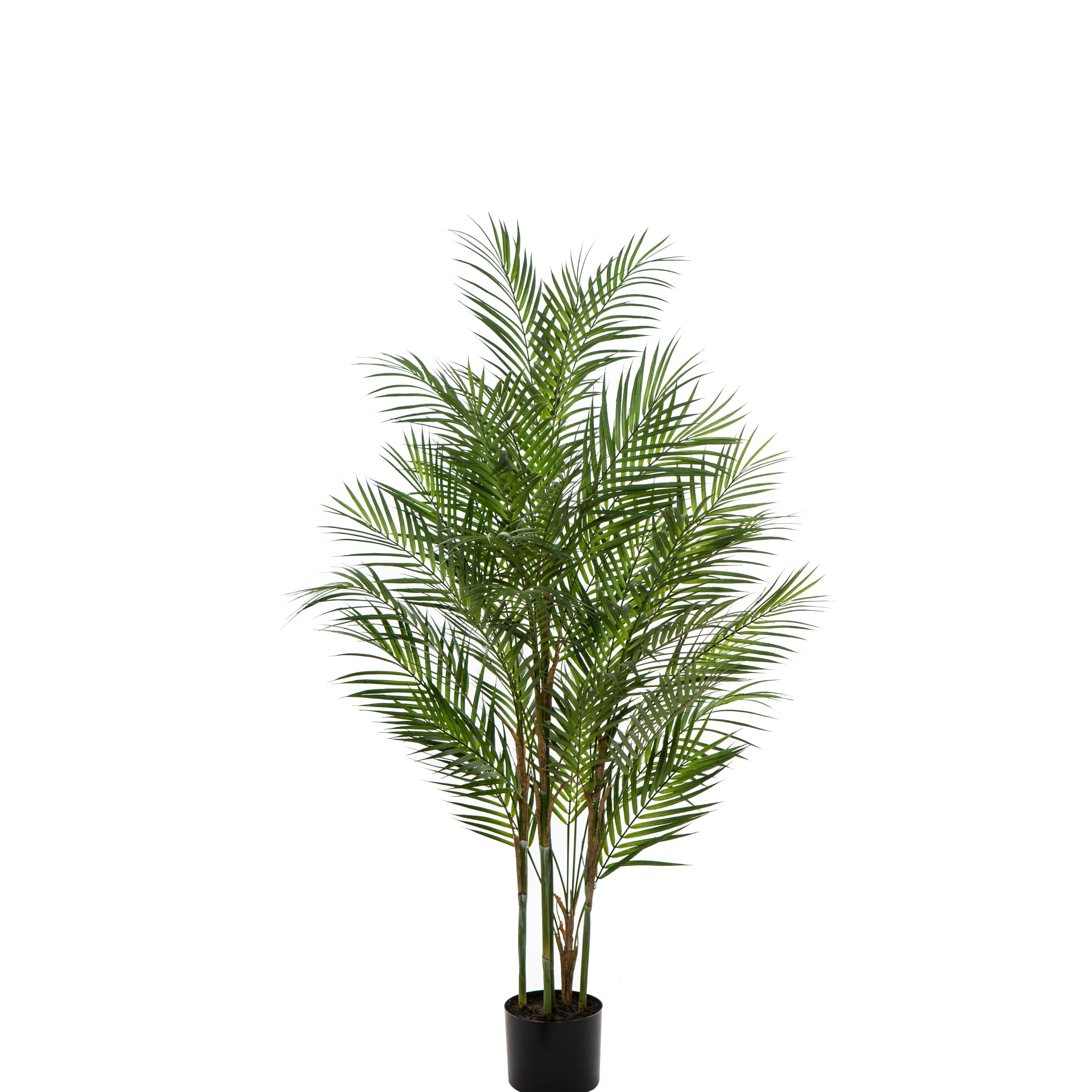 Rogue Phoenix Palm - Garden Pot 122cm