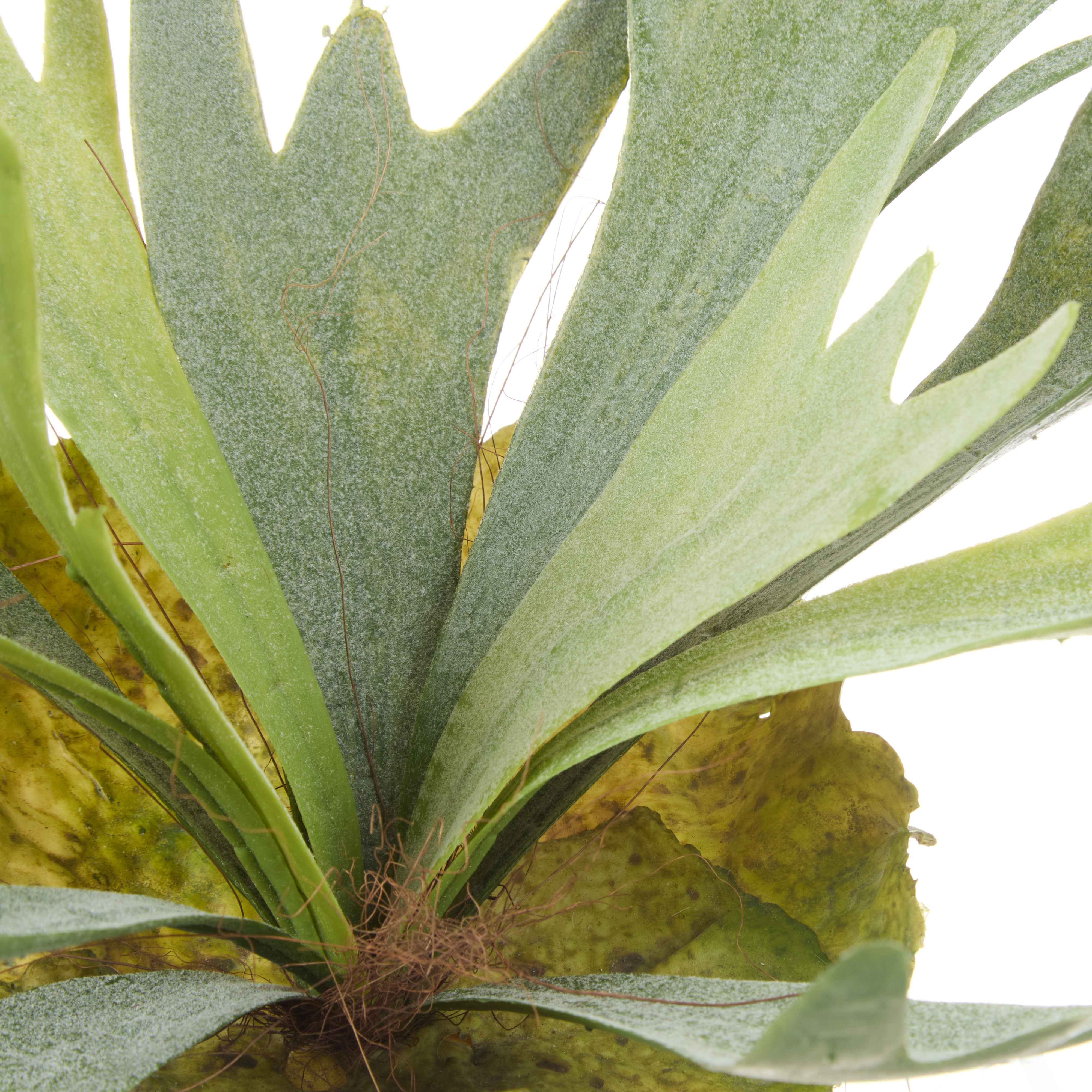 Rogue Staghorn Fern