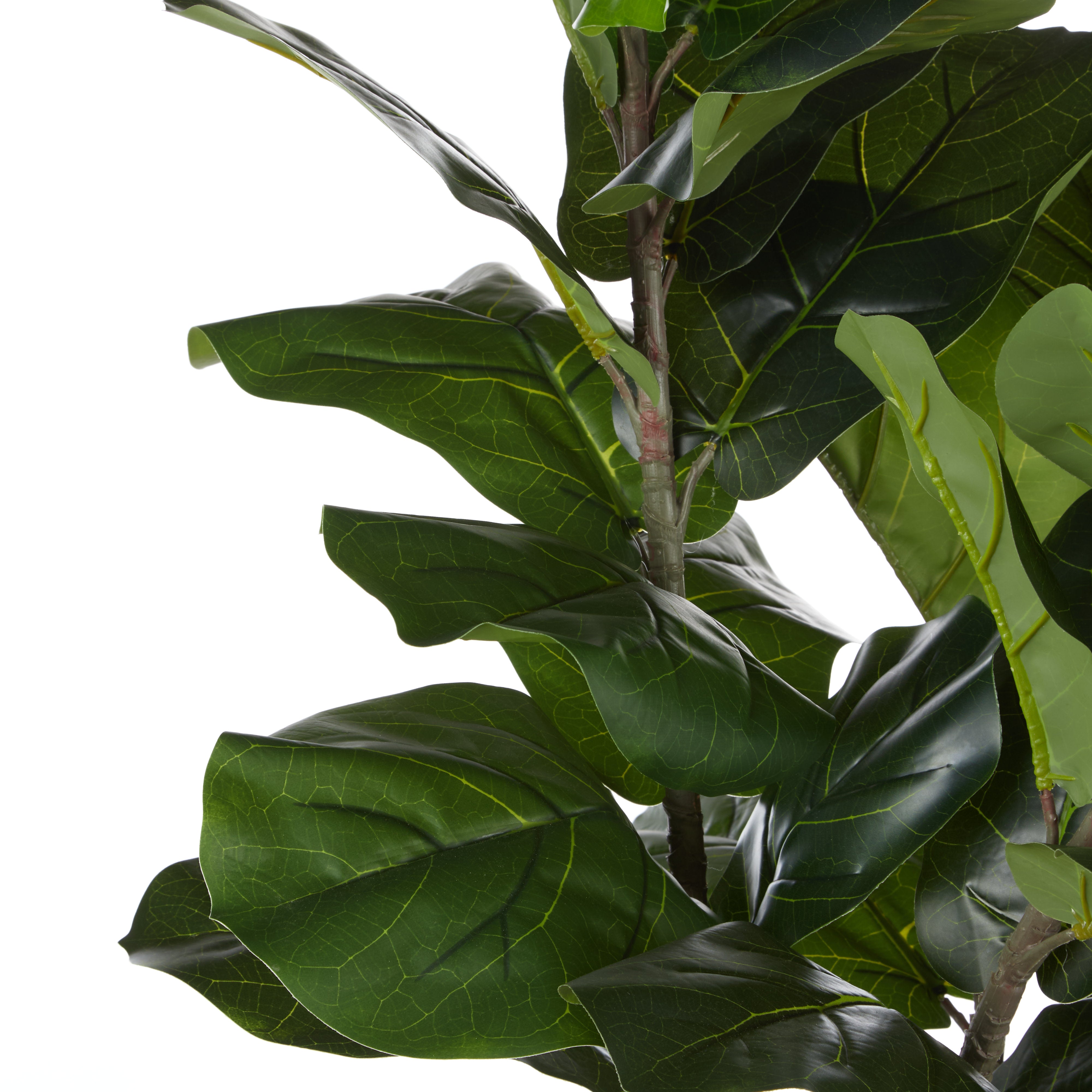 Rogue Giant Fiddle Plant - Vienna Planter 62 x 100cm