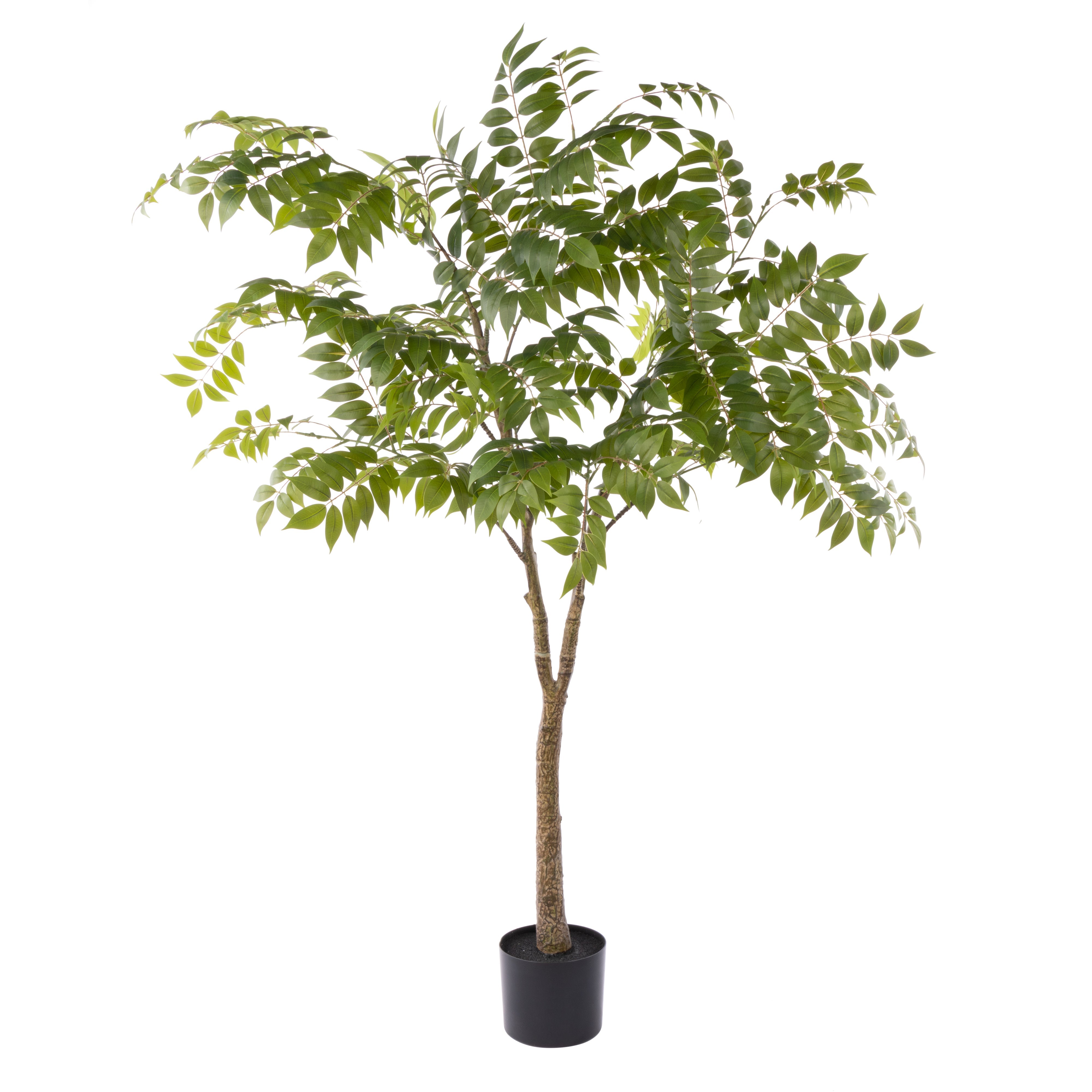 Rogue Wisteria Tree - Garden Pot 168cm