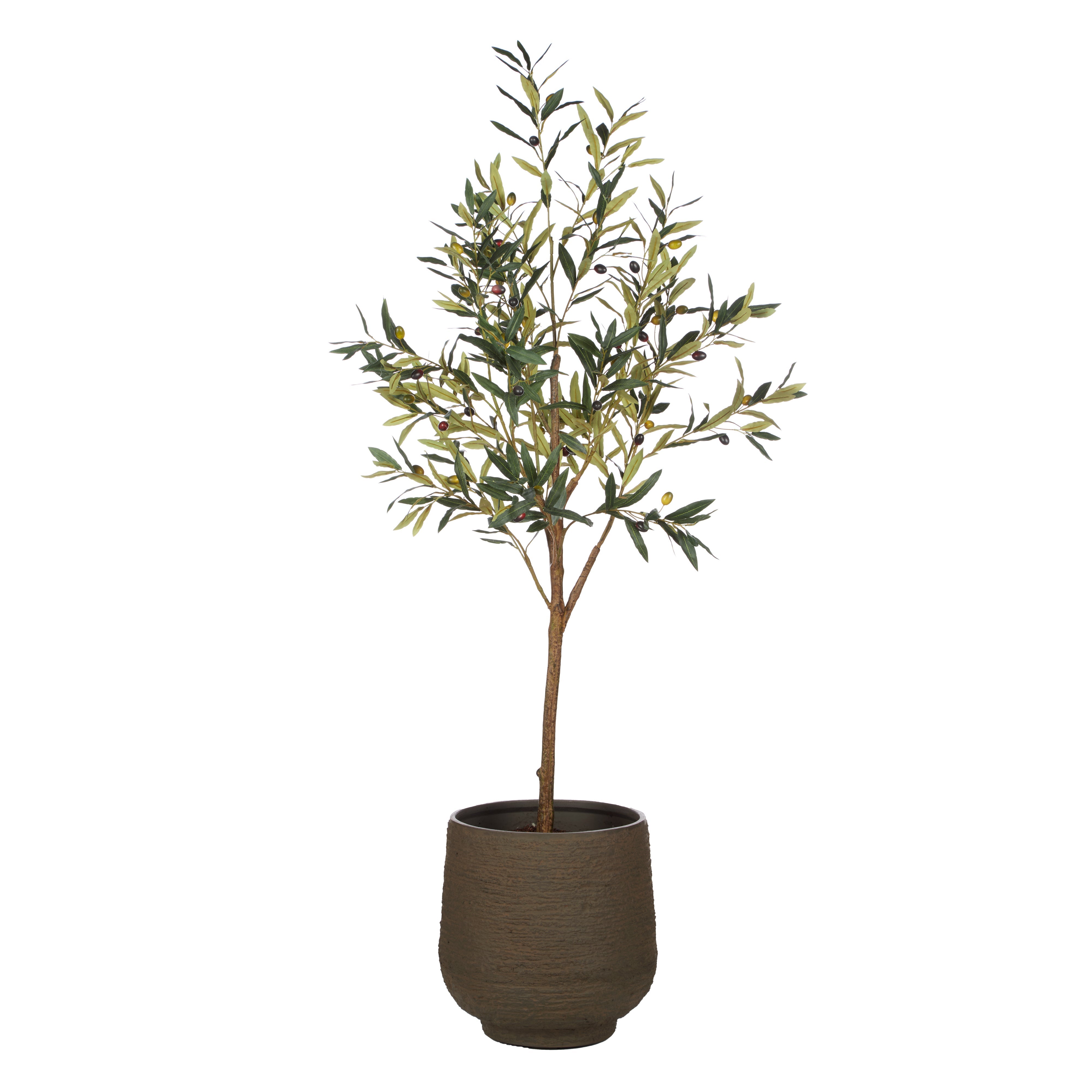 Rogue Olive Tree - Trillium Planter 164cm