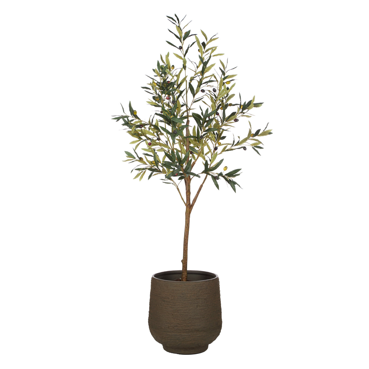 Rogue Olive Tree - Trillium Planter 164cm