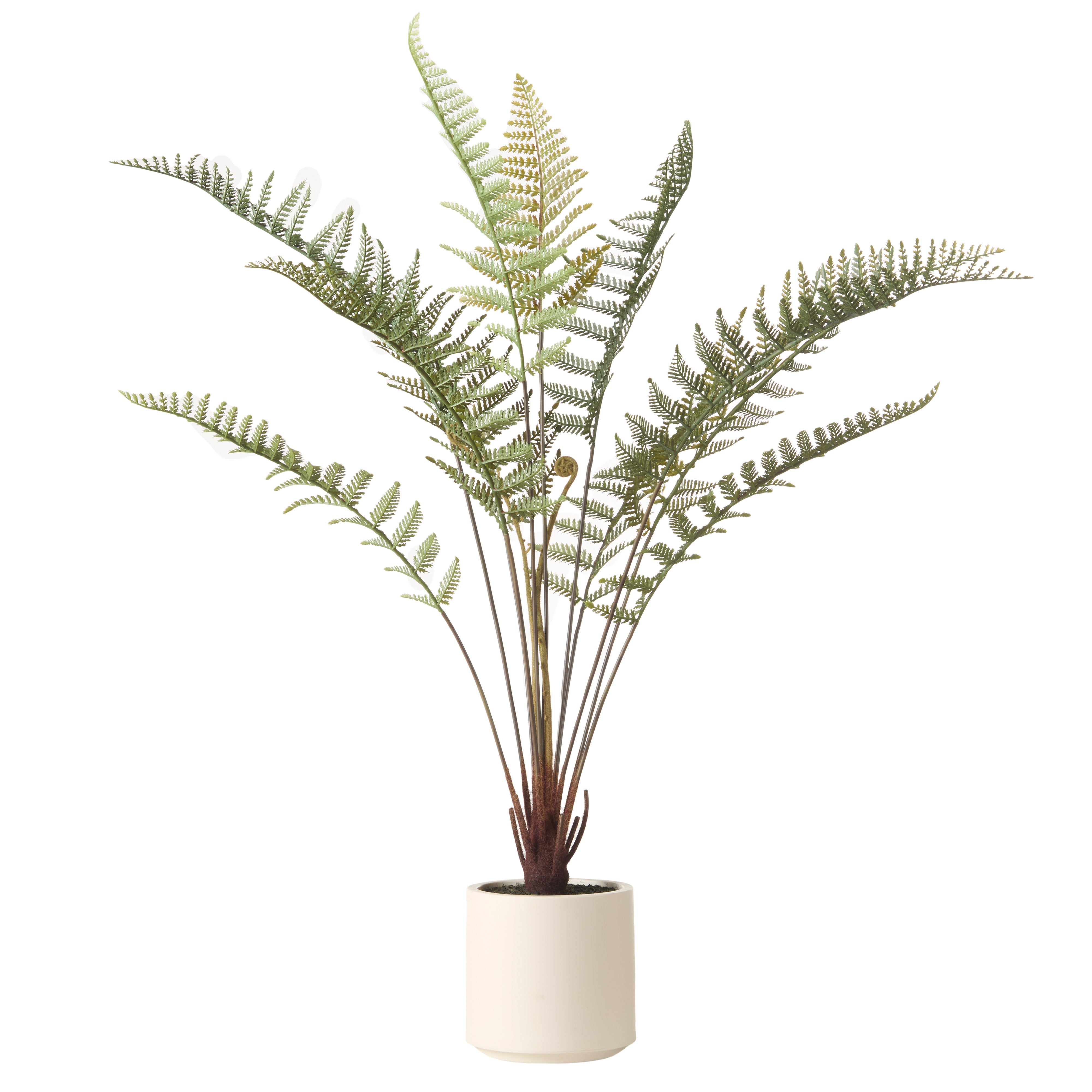 Rogue Fern Pot 69cm