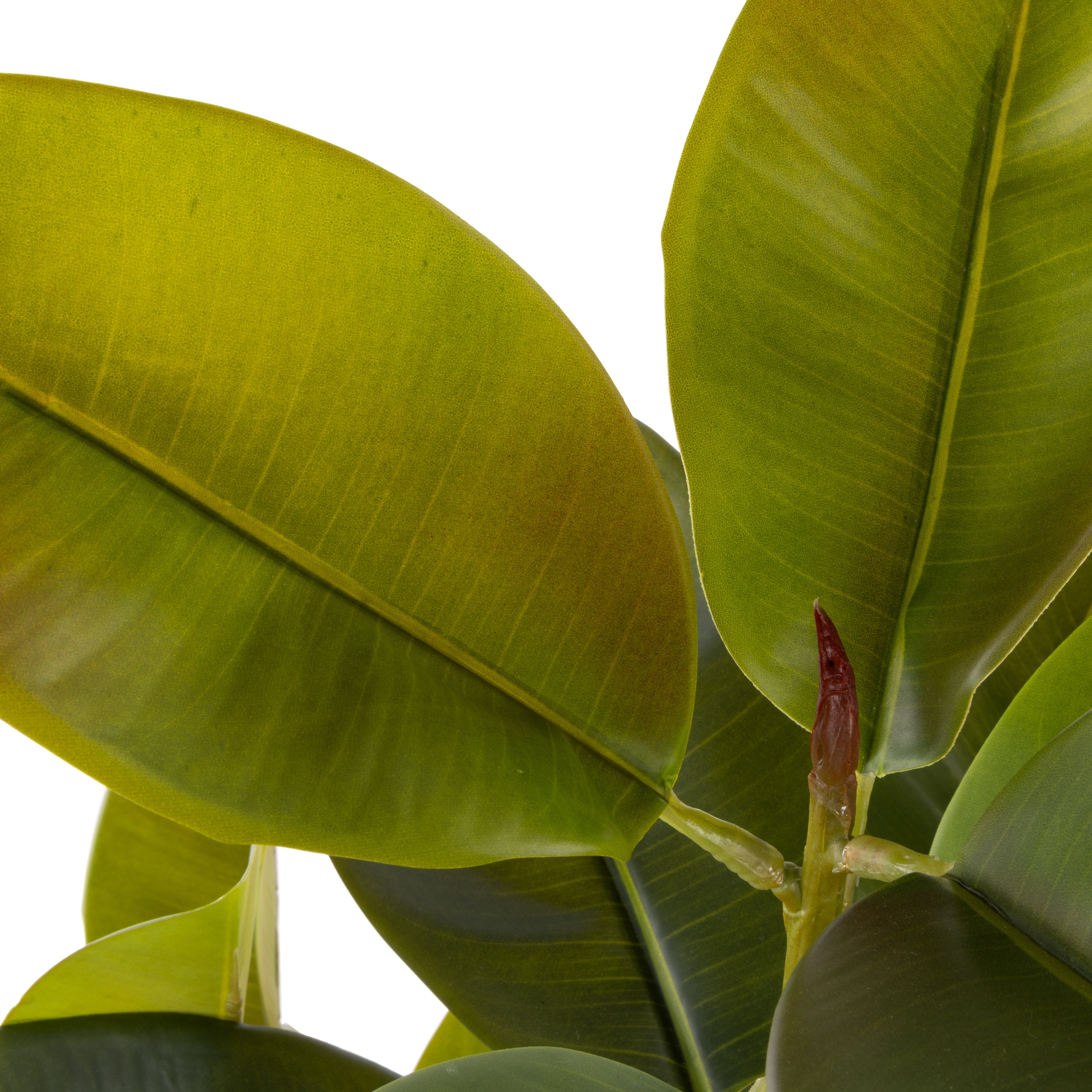 Rogue Rubber Tree Potted 115cm