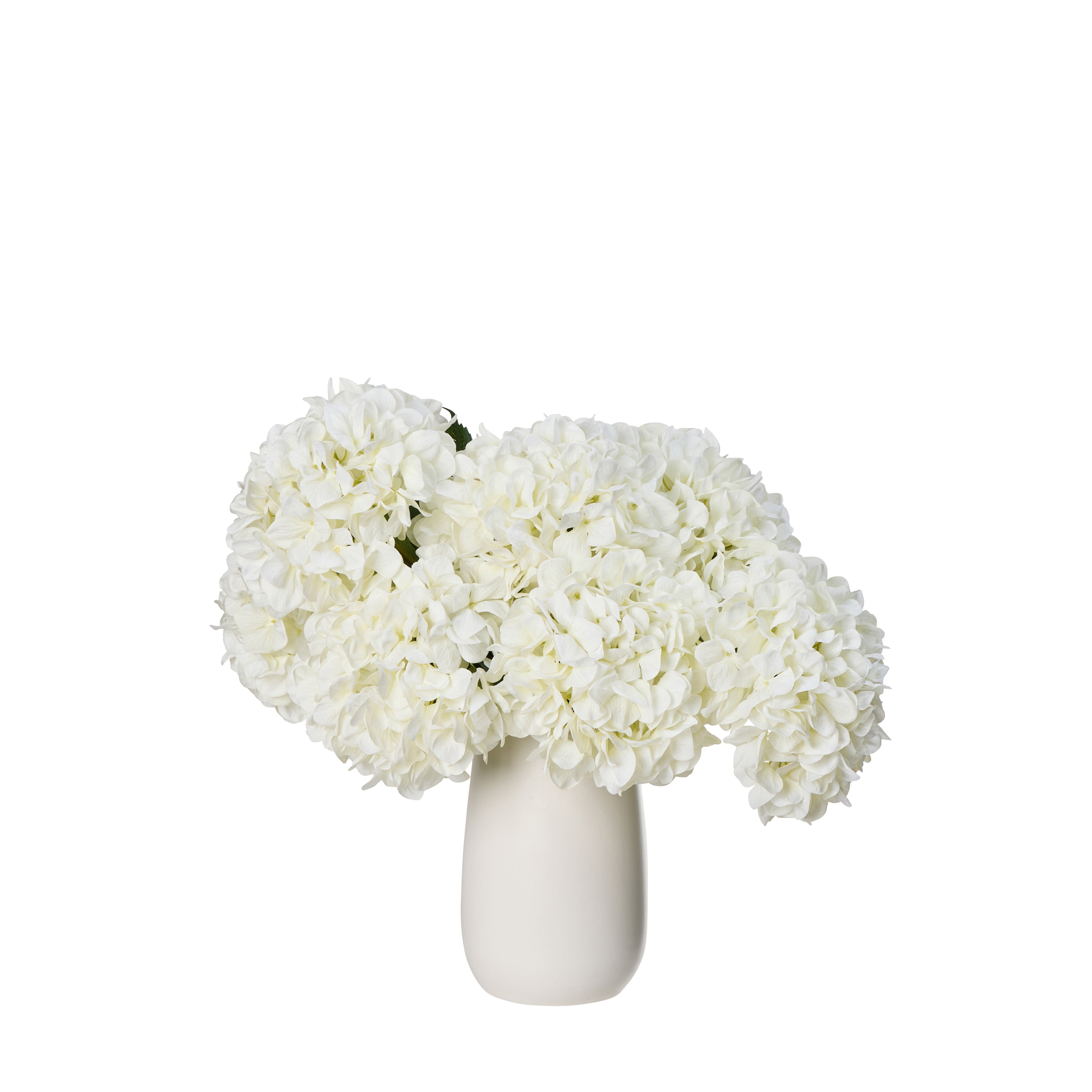 Rogue Hydrangea - Apollo Vessel