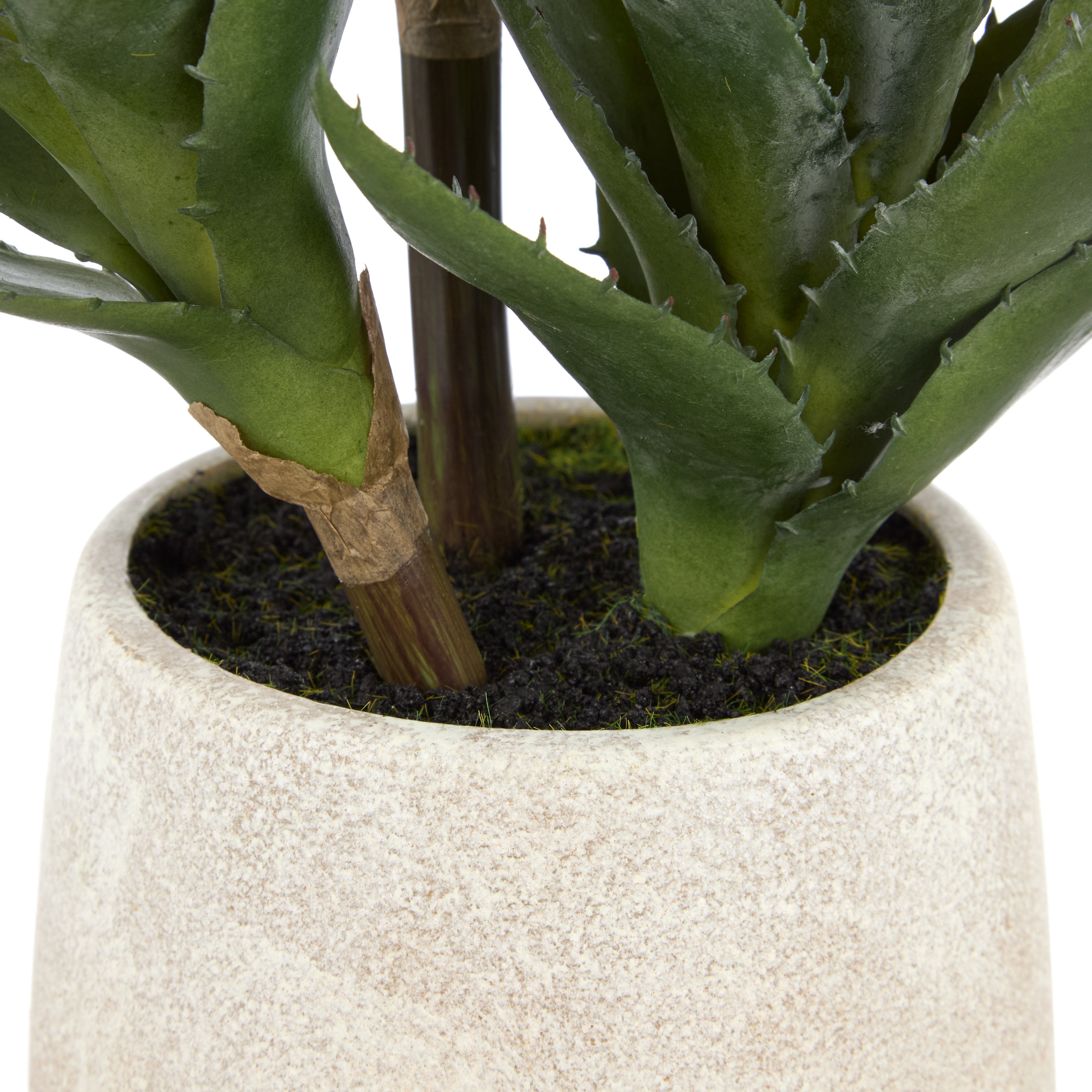 Rogue Aloe 3 Heads Pot