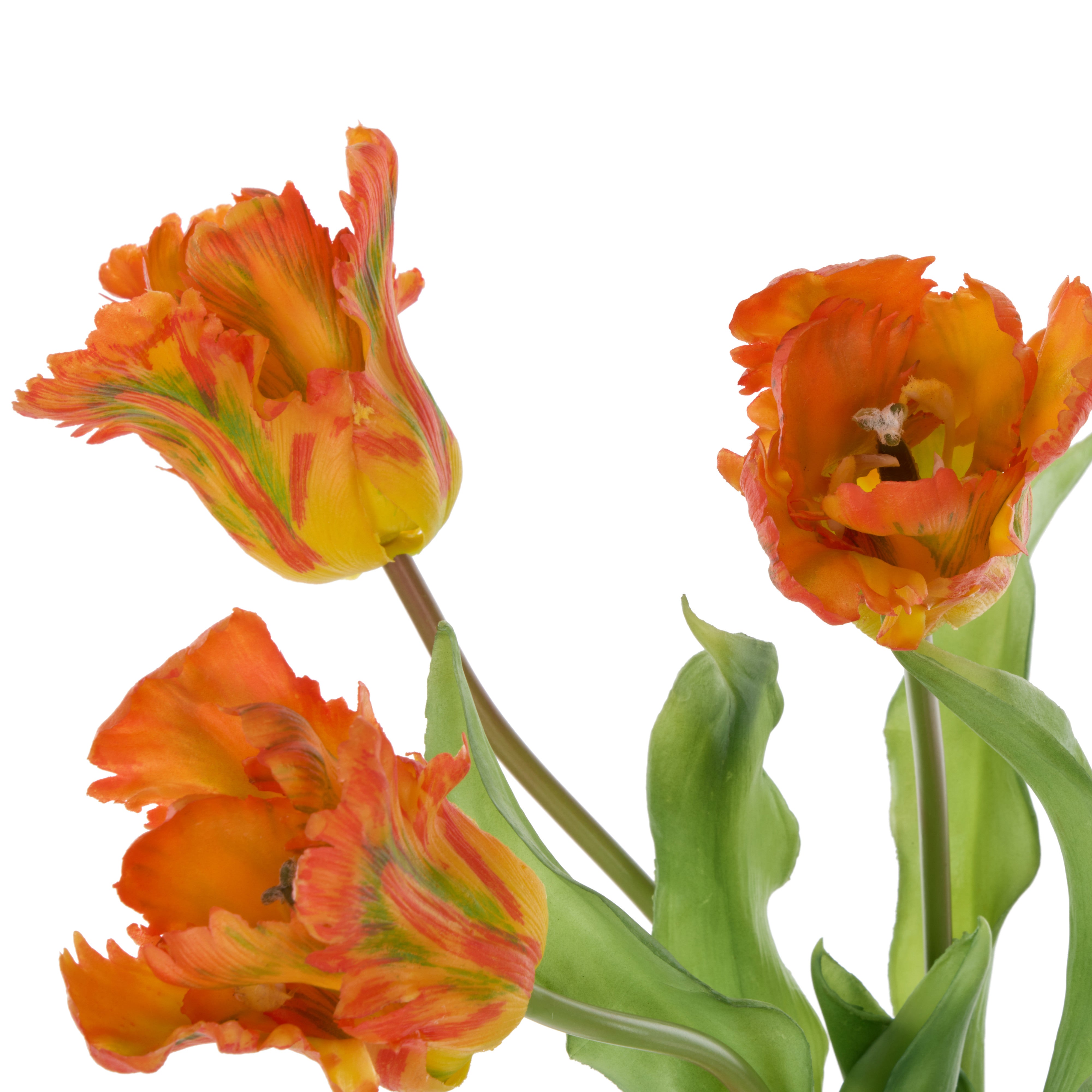 Rogue Parrot Tulip Bunch Orange