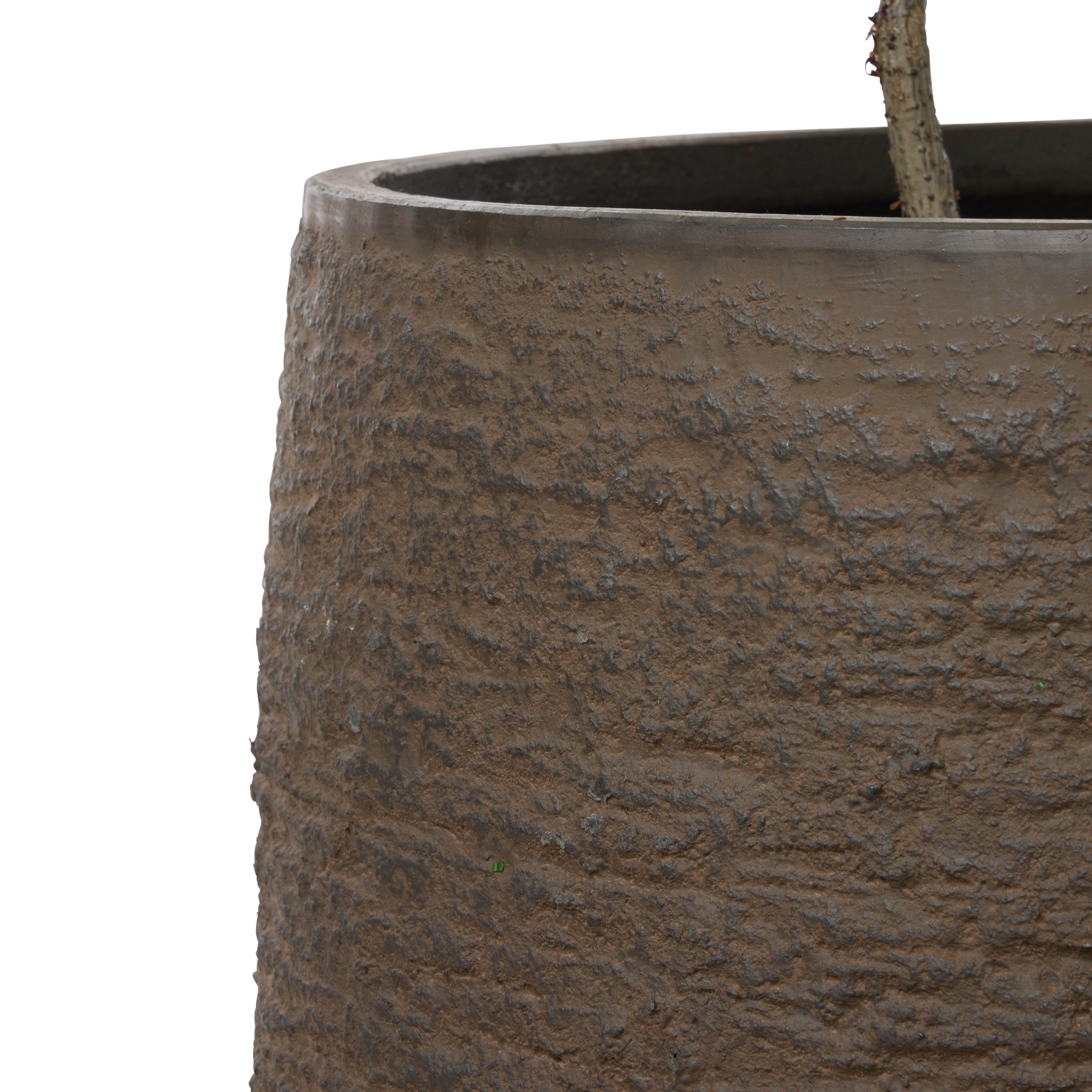 Rogue & Grand Designs Ficus Tree - Trillium Planter Green & Sandalwood