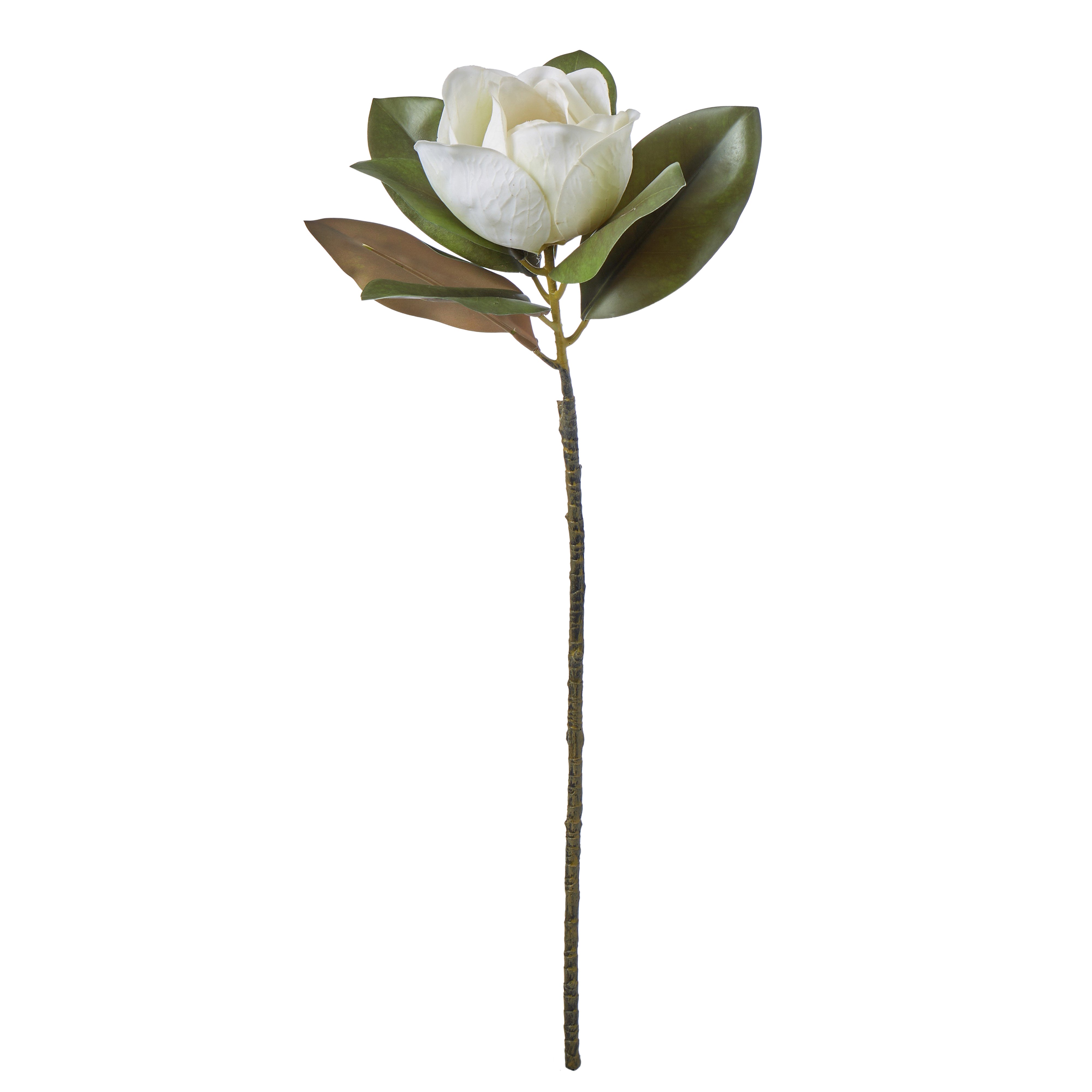 Rogue Magnolia Grandiflora 25x22x71cm