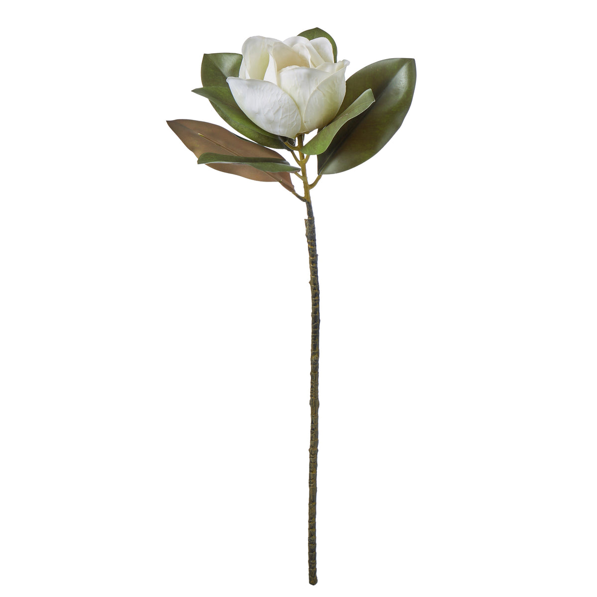 Rogue Magnolia Grandiflora 25x22x71cm