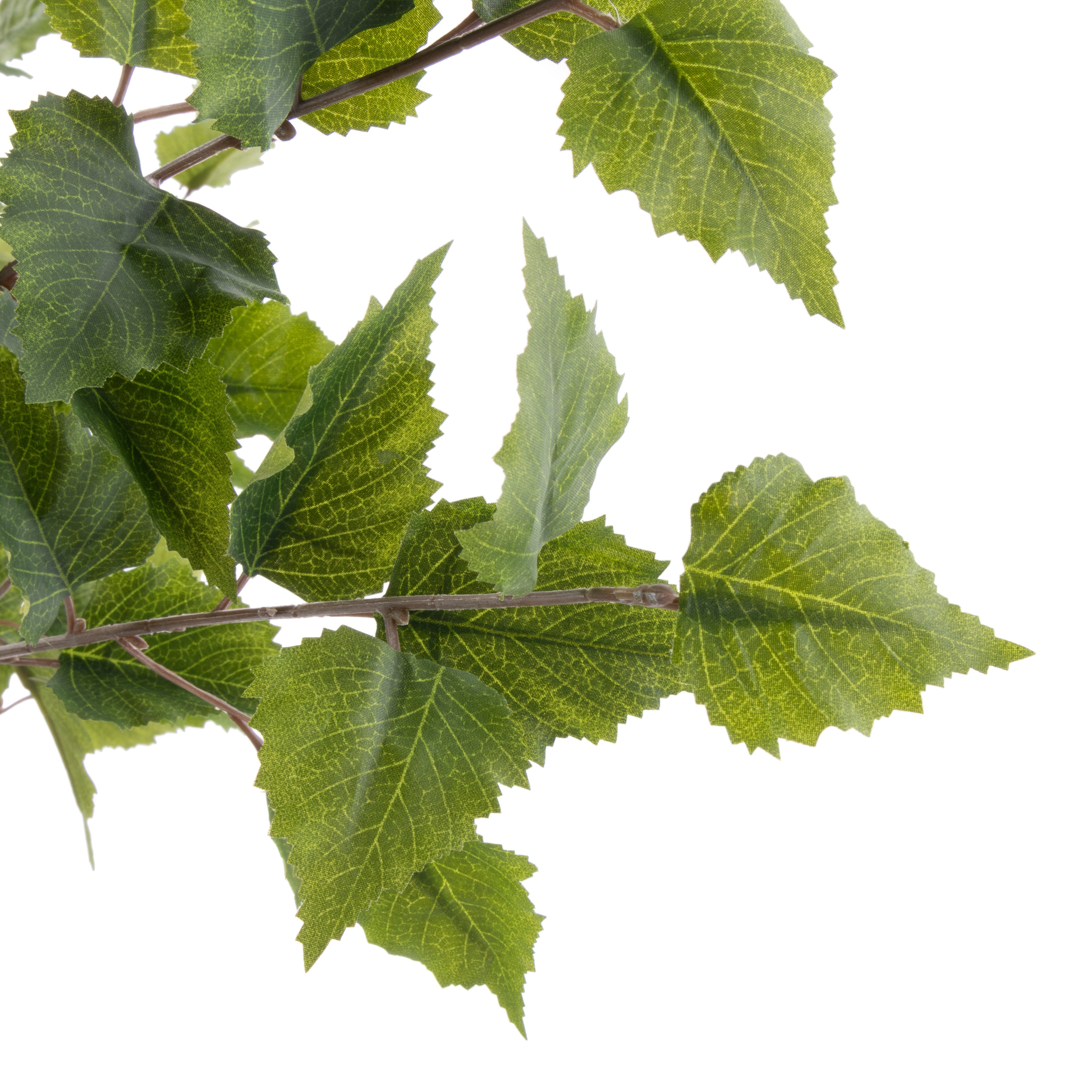 Rogue Silver Birch Tree - Garden Pot 155cm