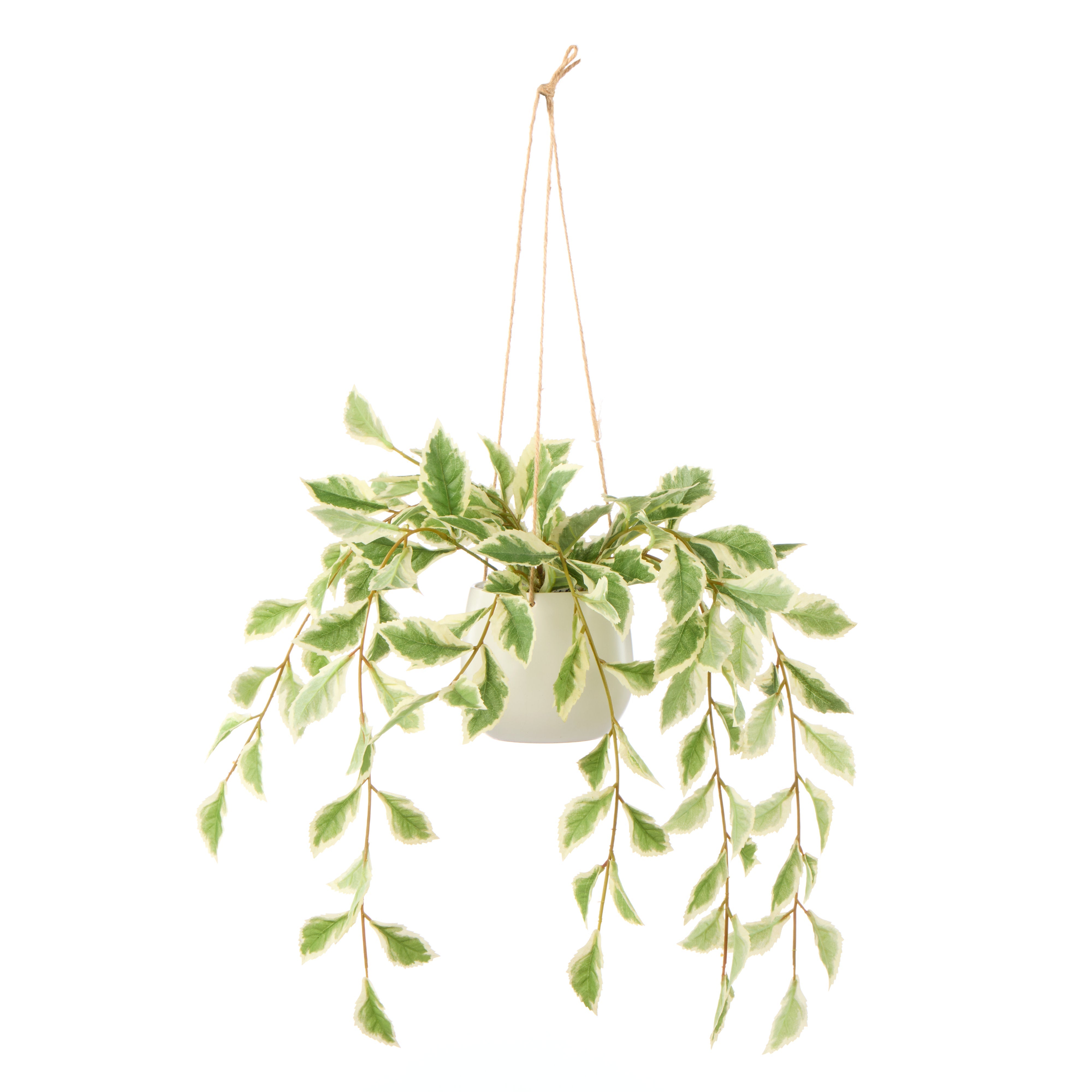 Rogue Ficus Hanging Pot White & Green