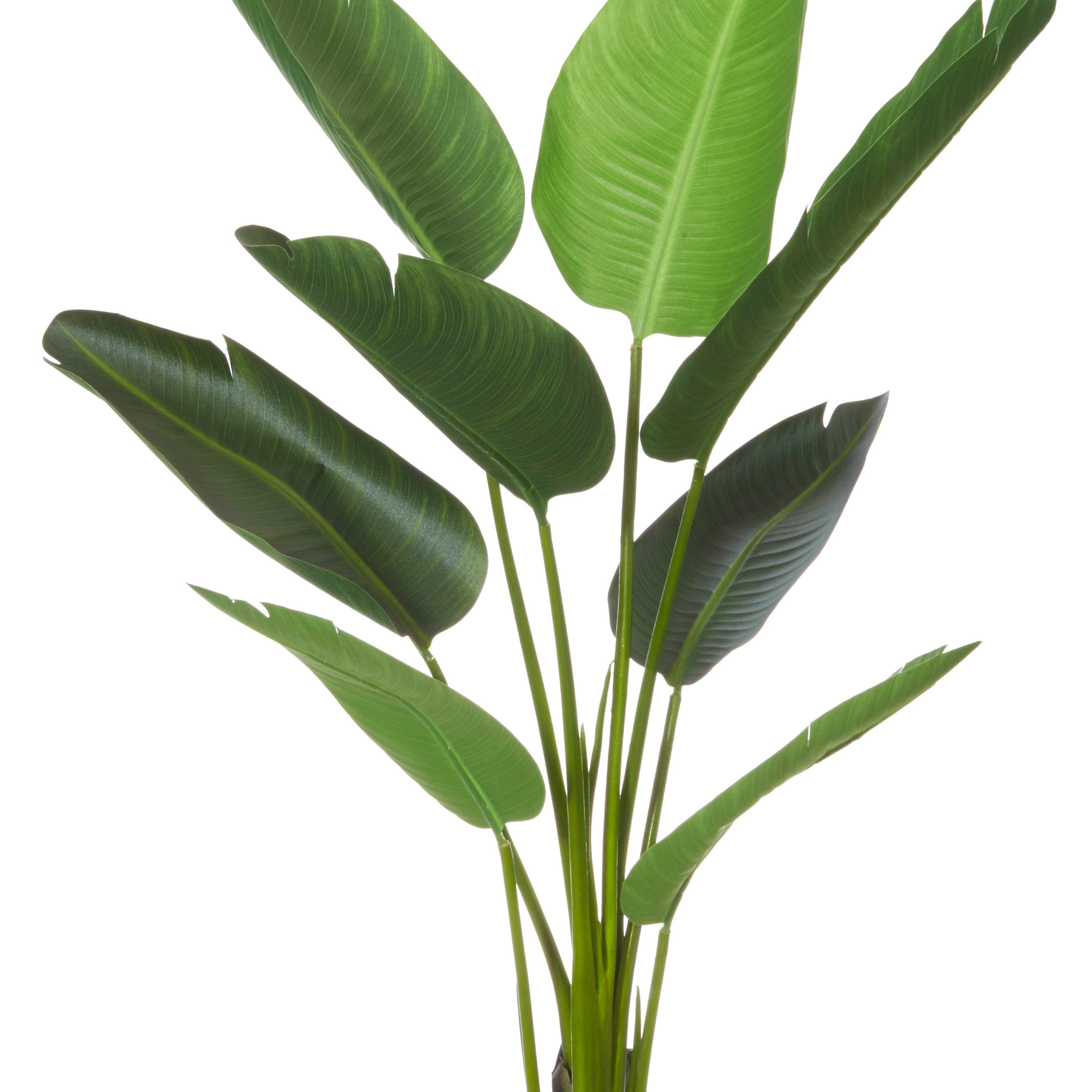 Rogue Giant Bird of Paradise Plant 122cm