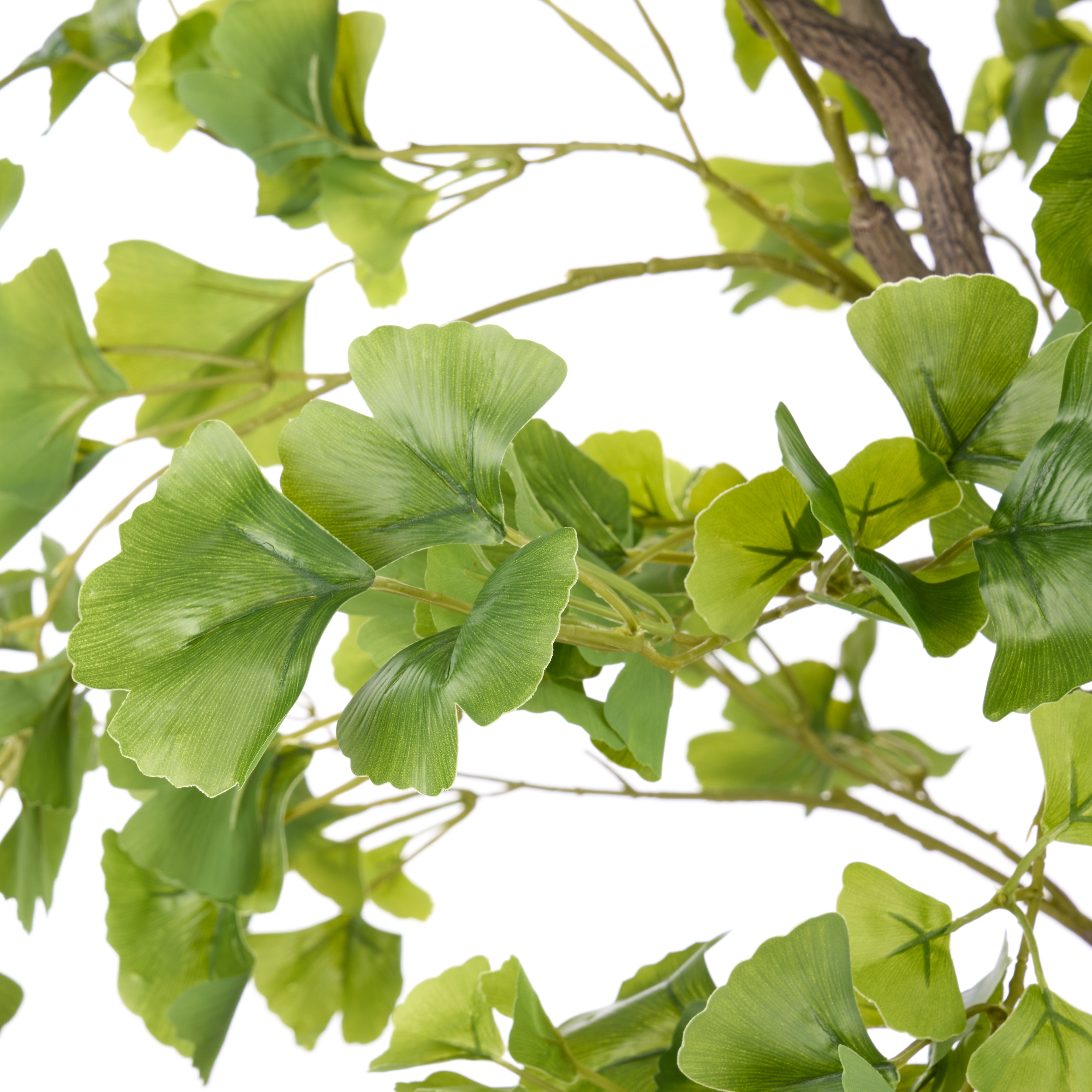 Rogue Ginkgo Tree 173cm