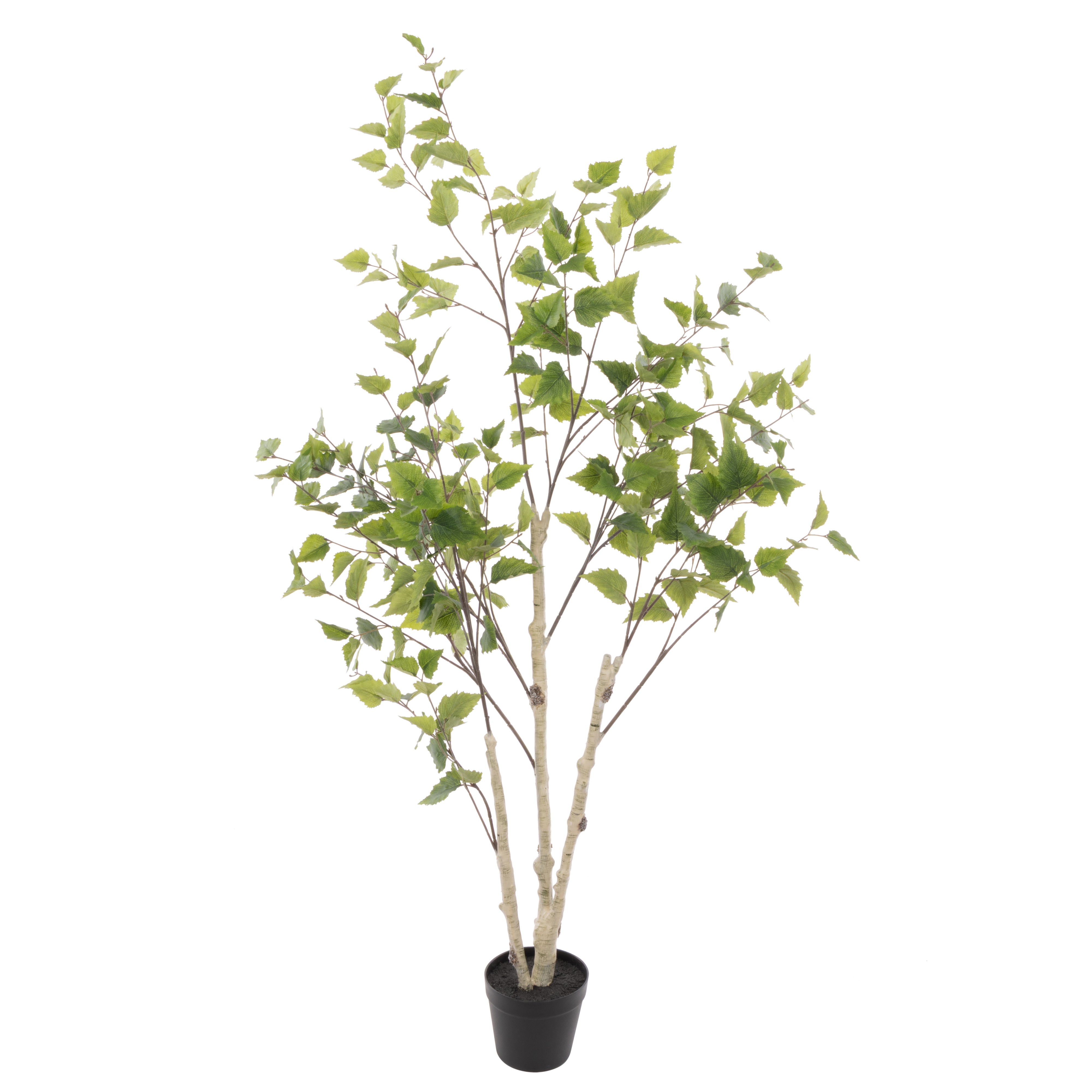 Rogue Silver Birch Tree - Garden Pot 155cm