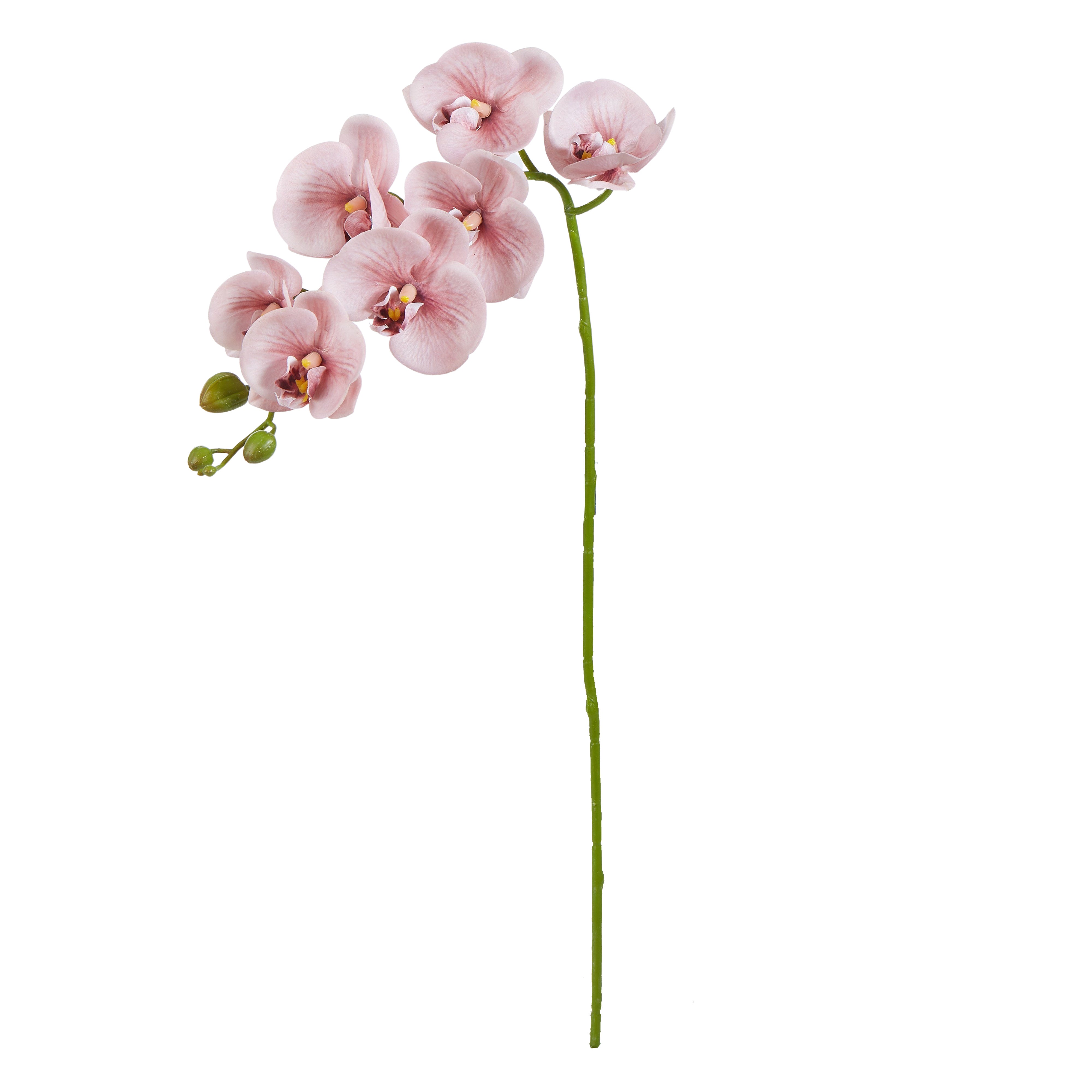 Rogue Phalaenopsis Orchid