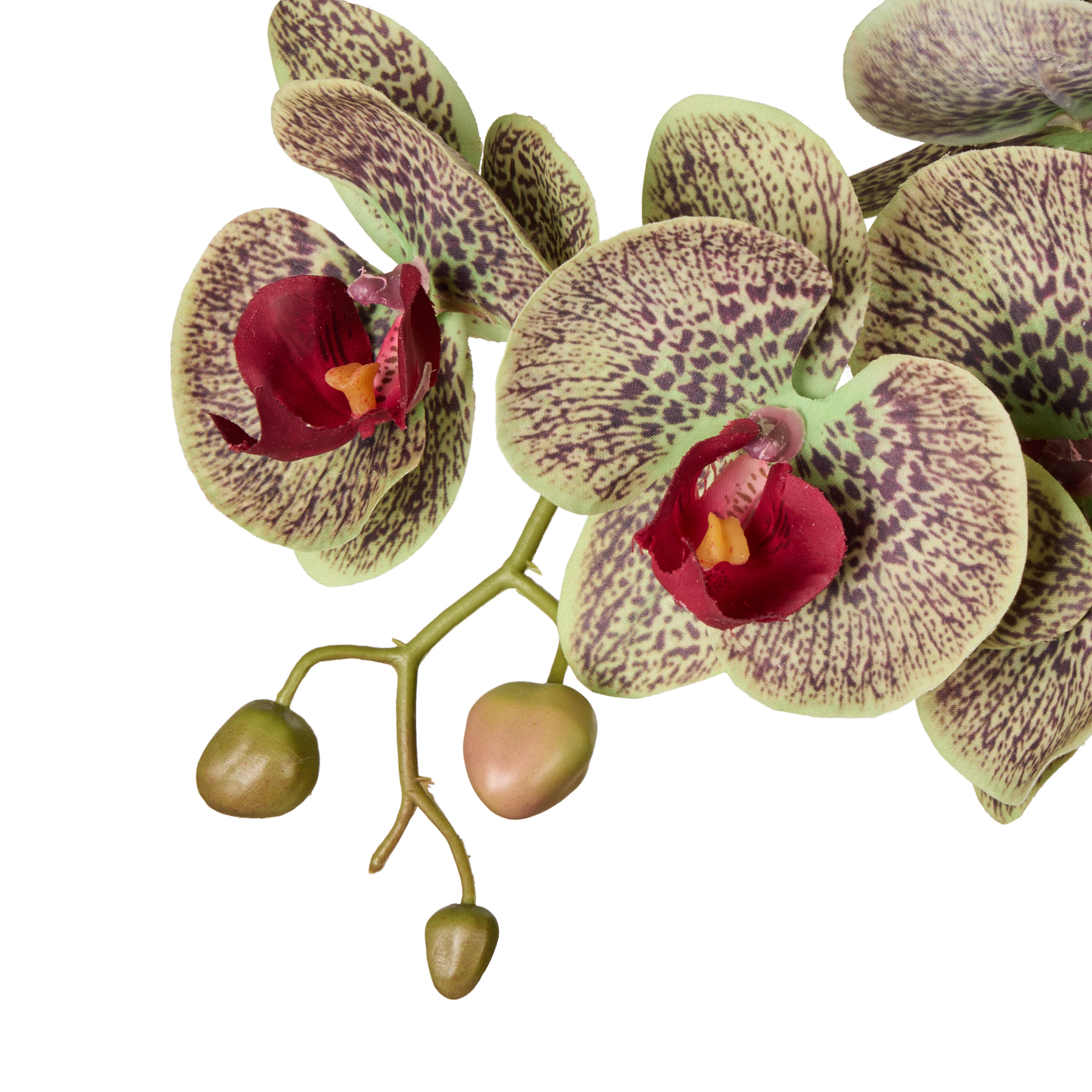 Rogue Phalaenopsis Orchid Pot Multicolour 44cm