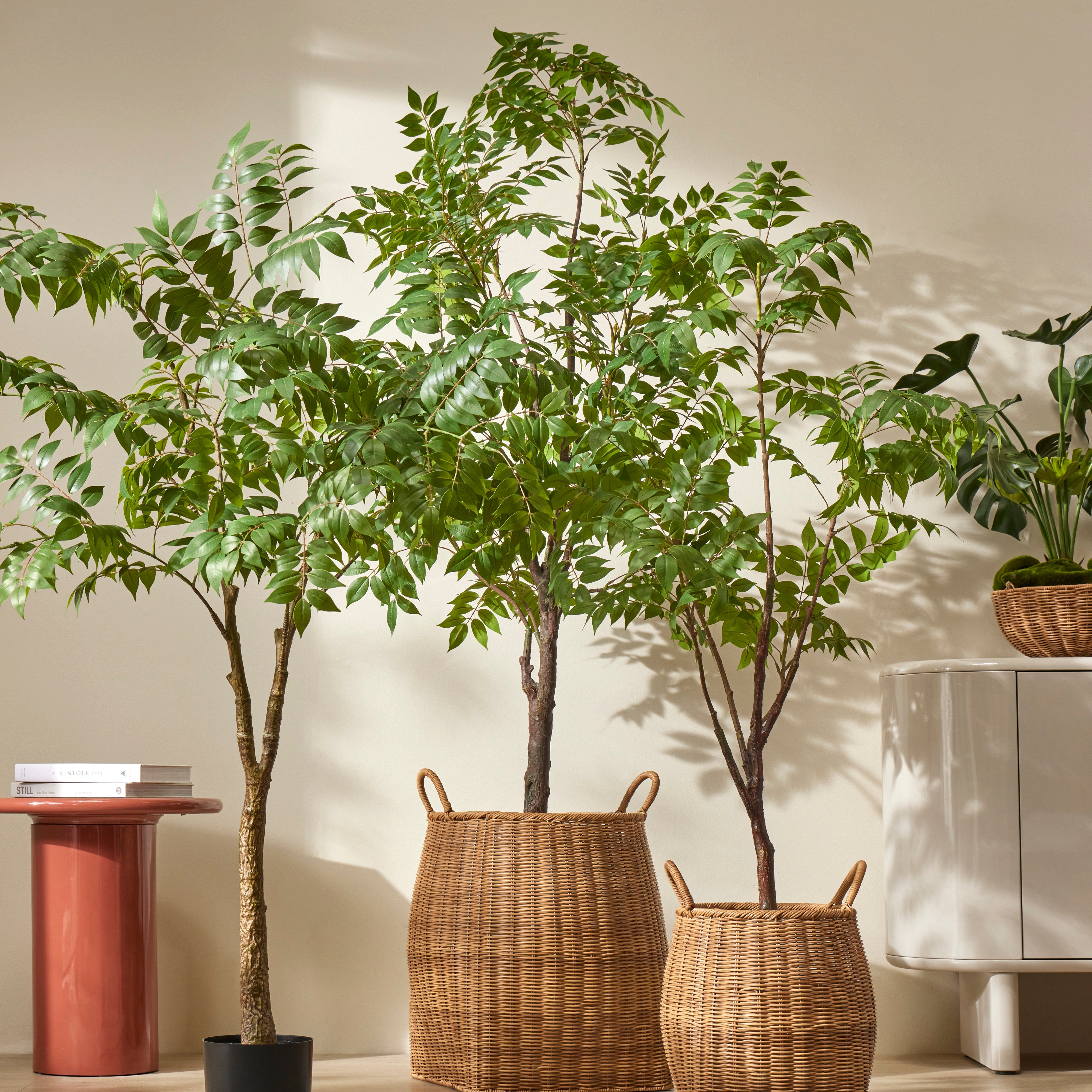 Rogue Wisteria Tree - Garden Pot 150cm
