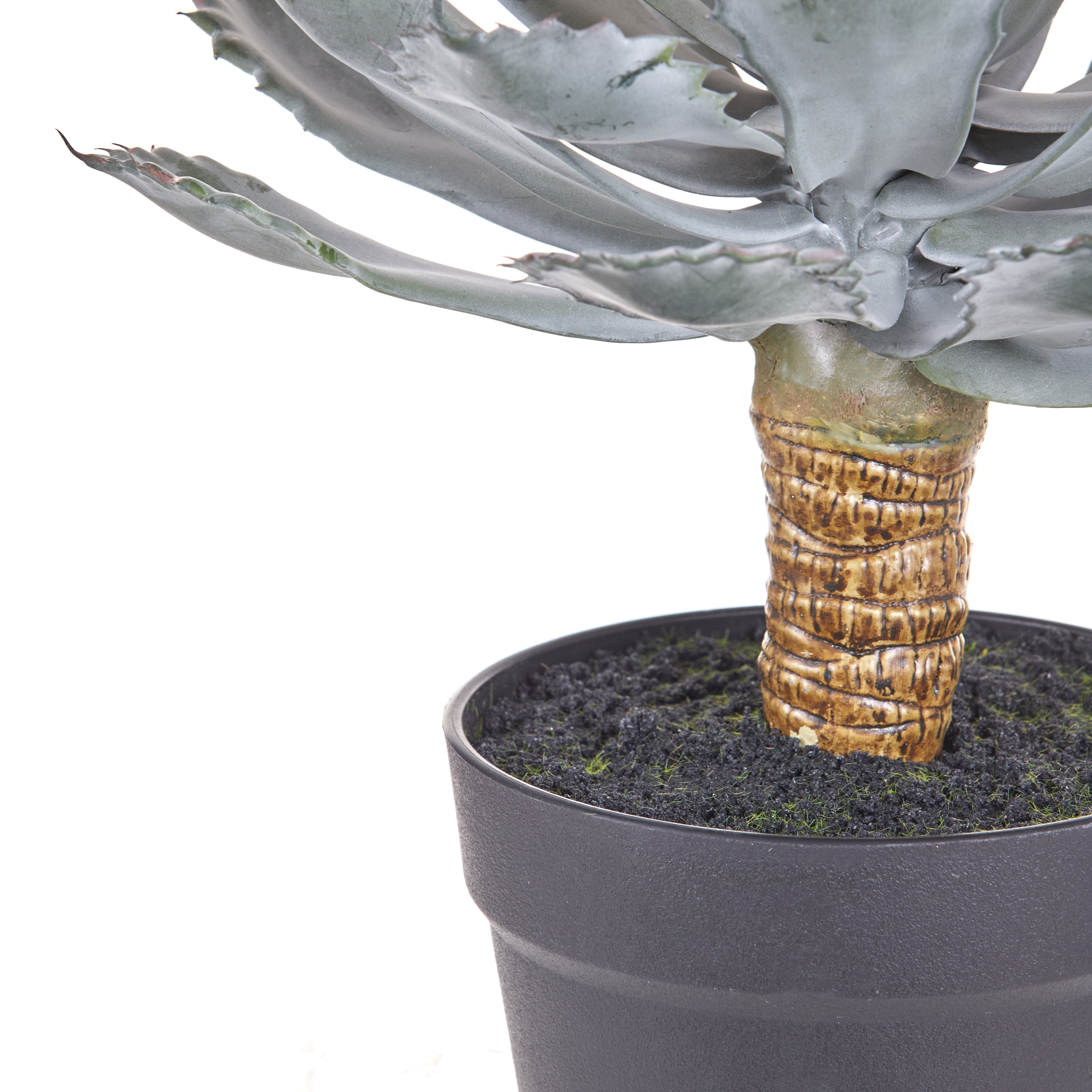 Rogue Flowering Echeveria - Garden Pot Green & Yellow