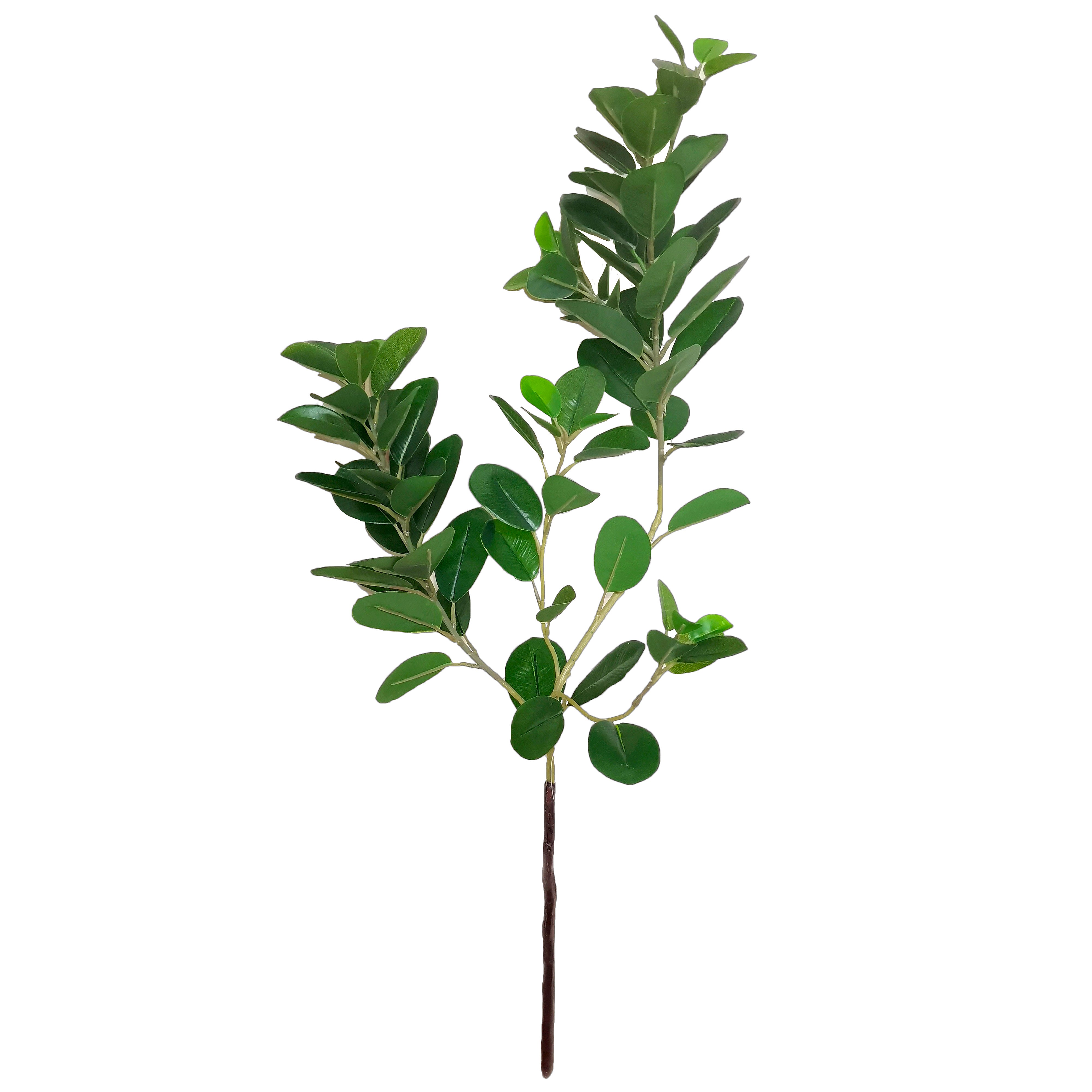Rogue Oriental Ficus Branch
