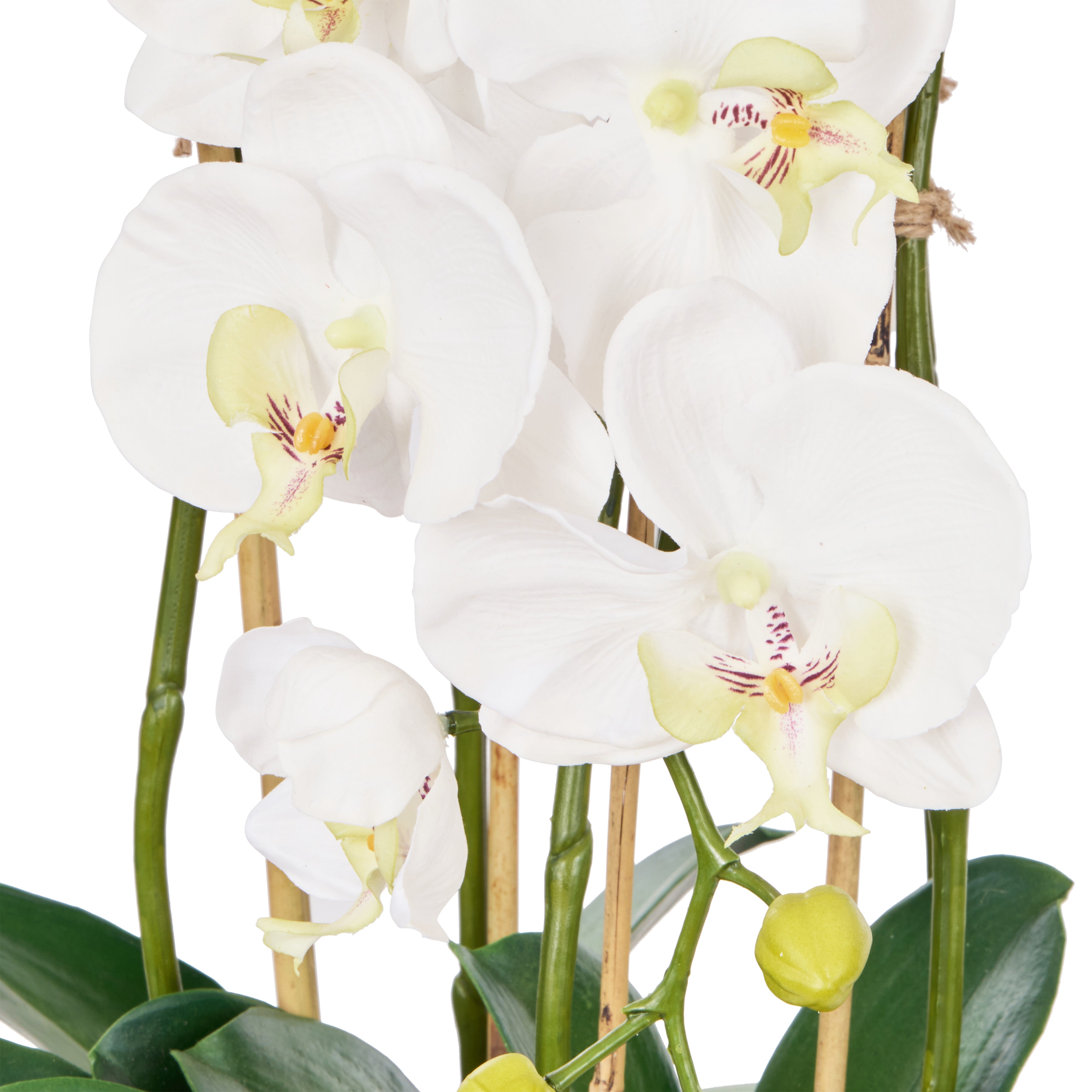 Rogue Phalaenopsis Full - Dahlia Bowl White & Glass 69cm