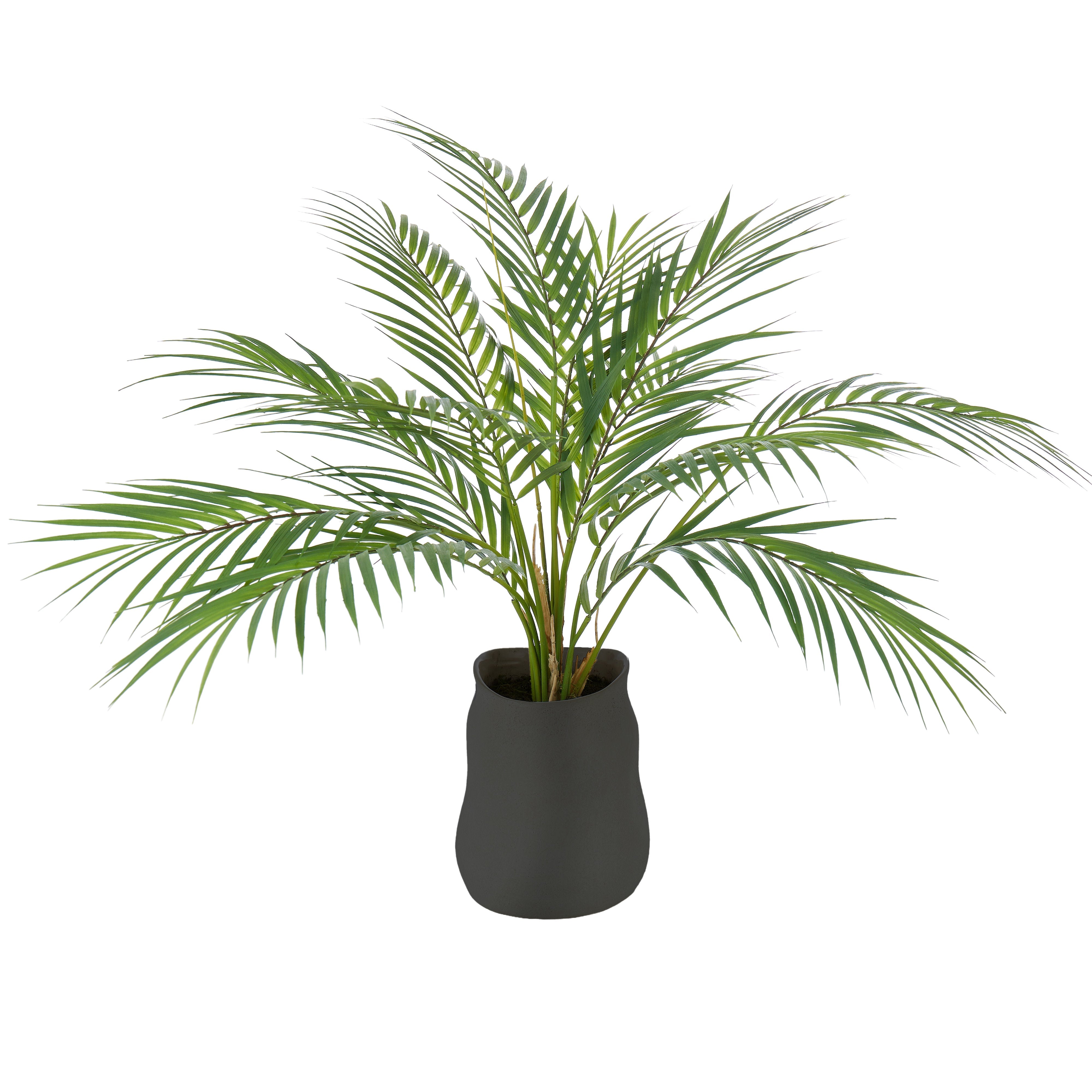 Rogue Phoenix Palm - Maliah Pot Green & Black