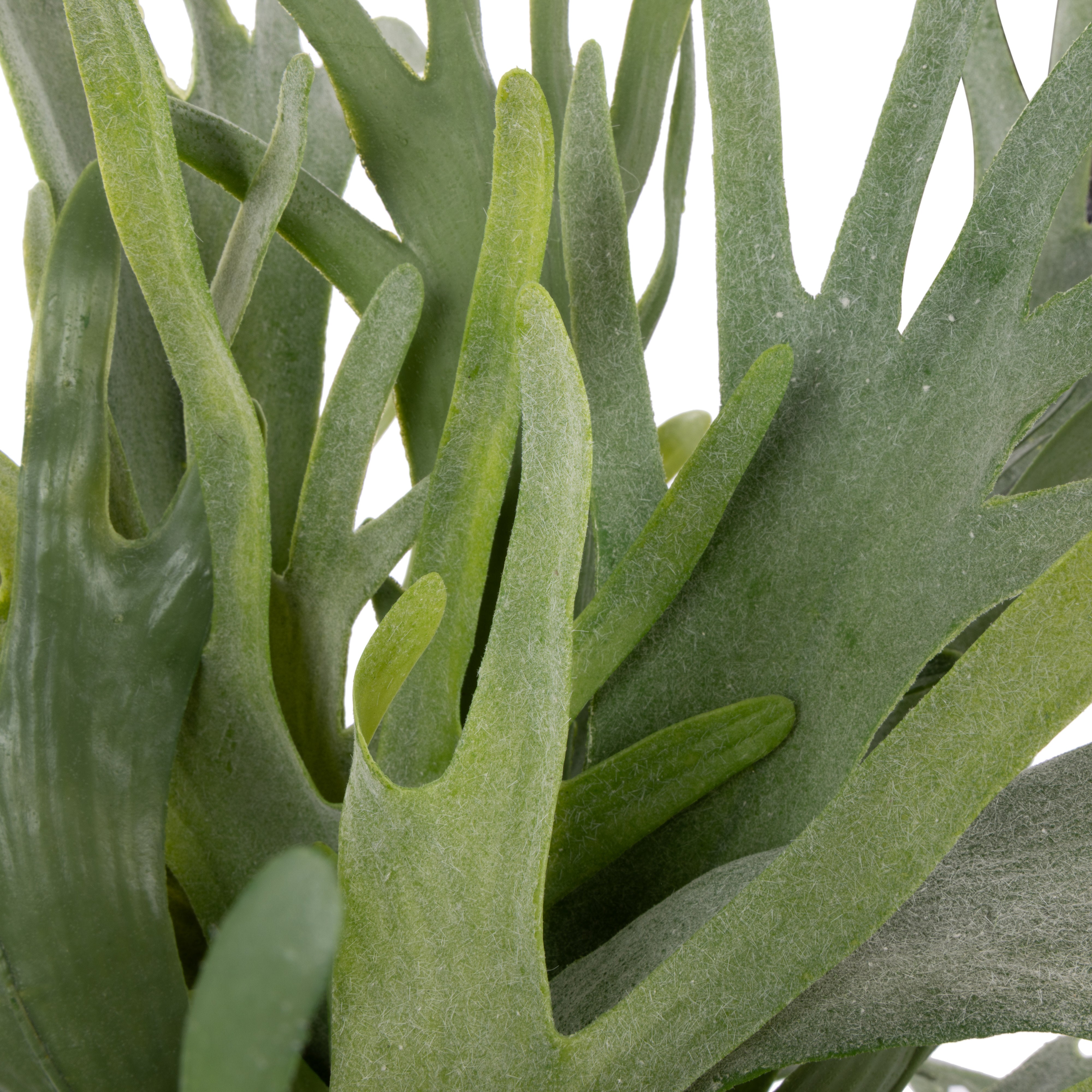 Rogue Staghorn Fern - Lyon Organic Planter