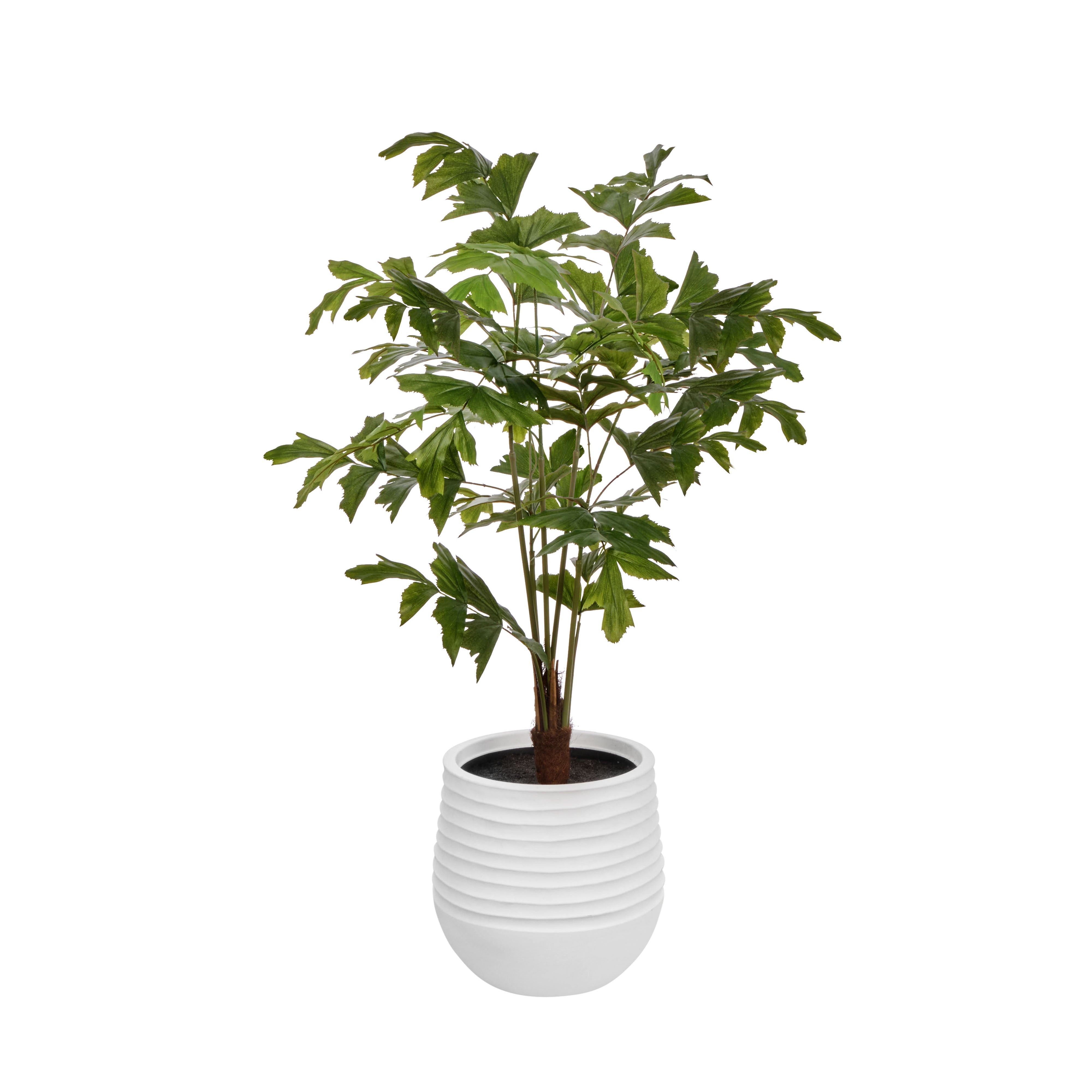Rogue Caryota Palm Tree - Vienna Green