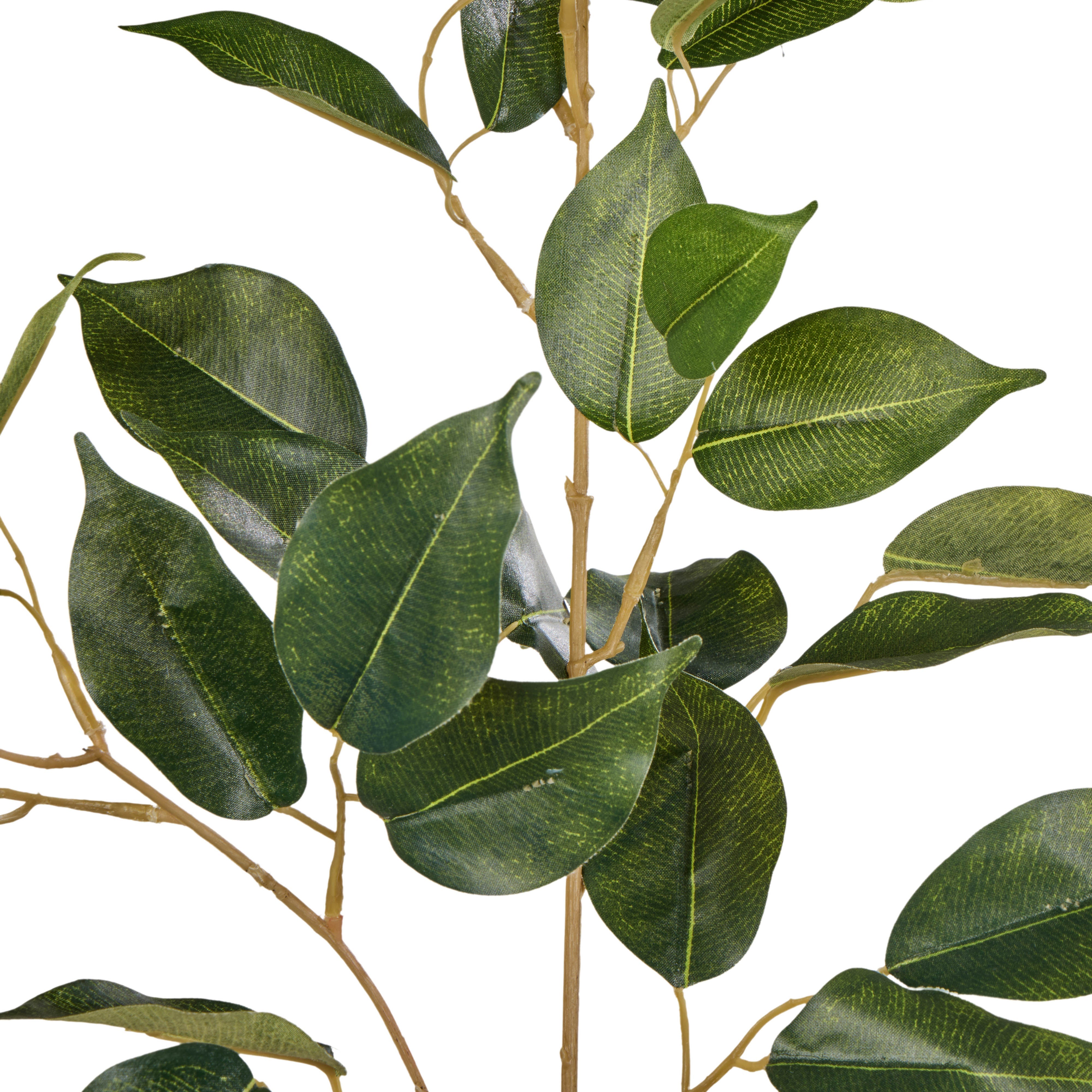 Rogue Ficus Spray 84cm