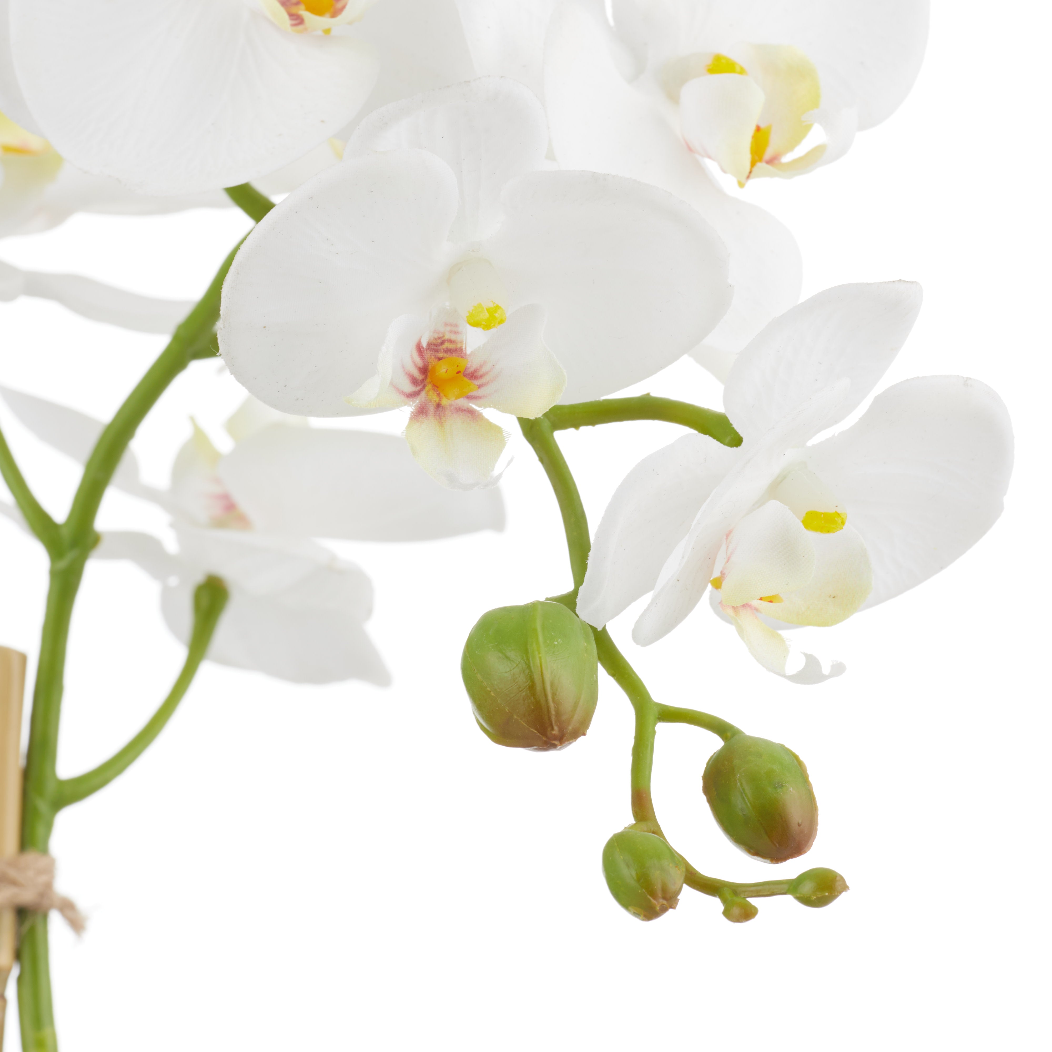 Rogue Phalaenopsis Stem - Classic Bowl 40cm