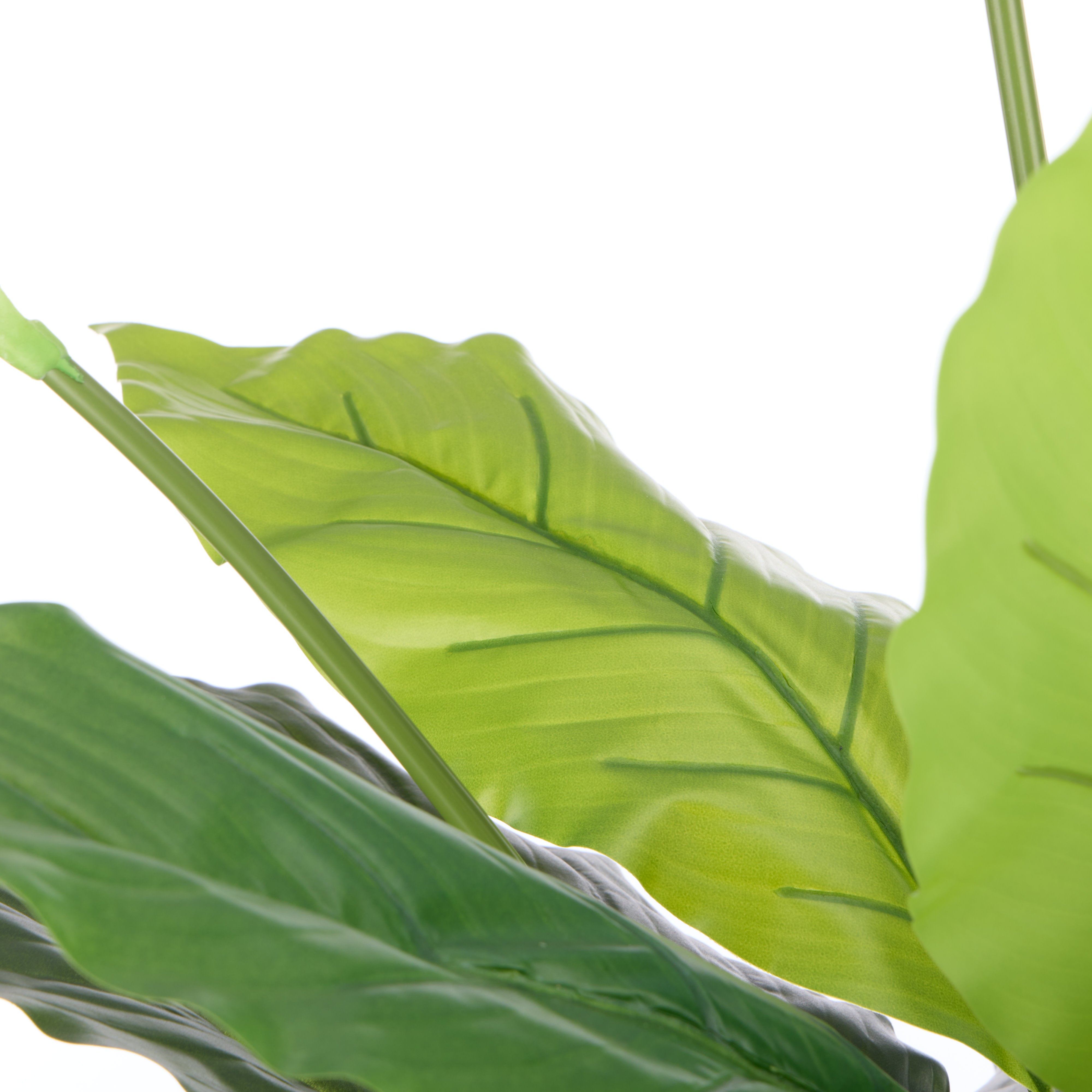 Rogue Peace Lily - Garden Pot 95cm