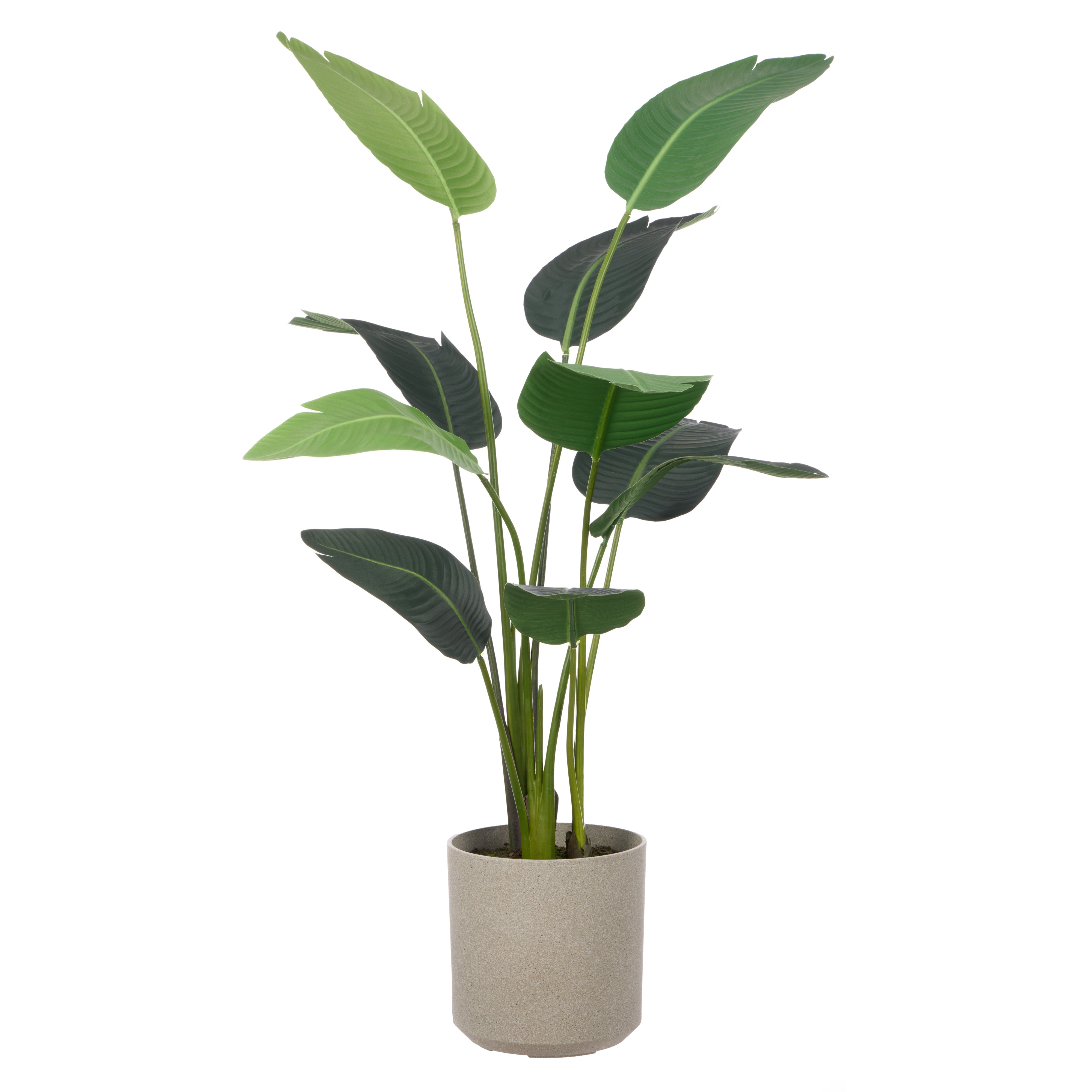 Rogue Giant Bird of Paradise - Cylinder Planter 145cm