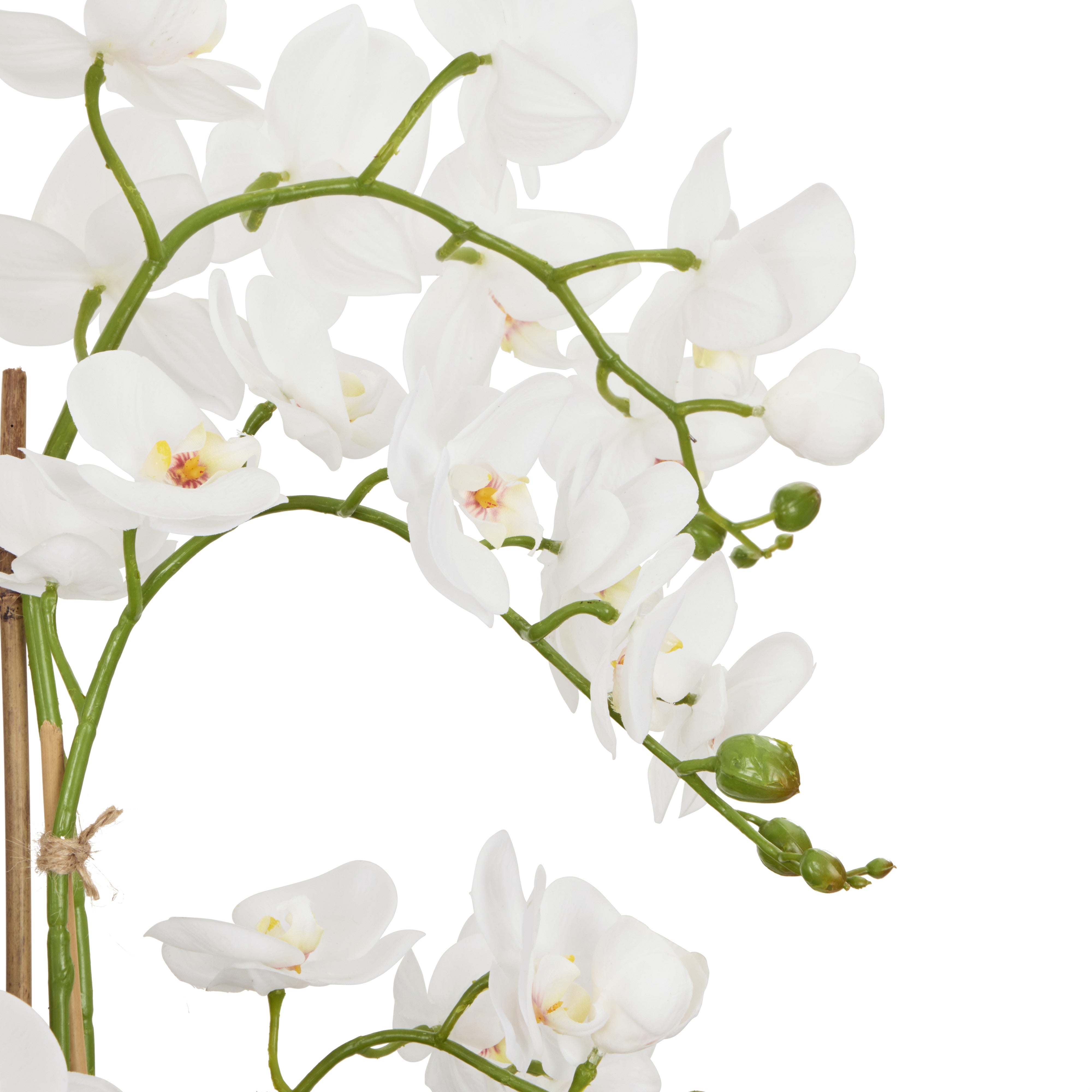 Rogue Phalaenopsis - Classic Bowl White & Green