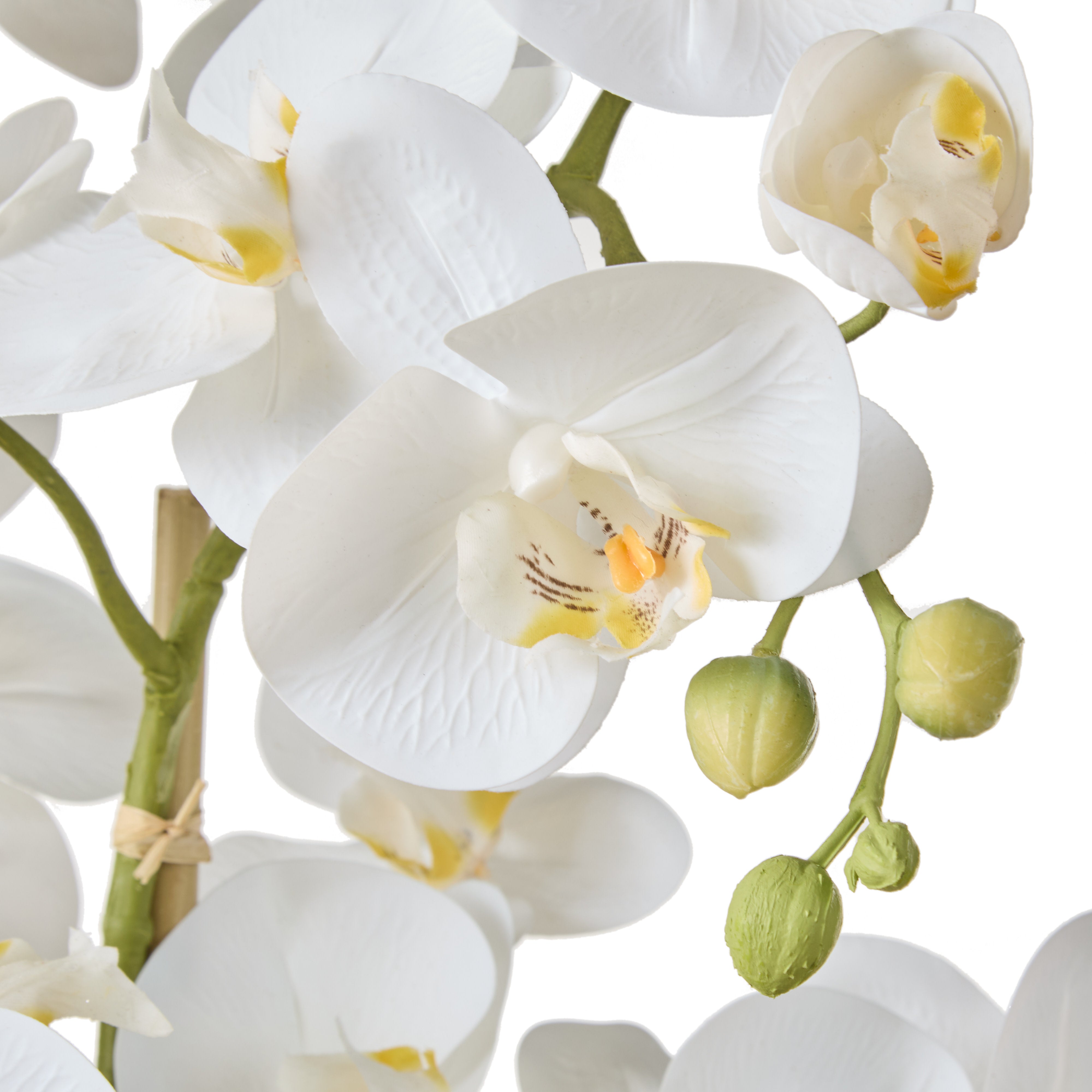 Rogue Phalaenopsis Orchid - Black Pot 85cm