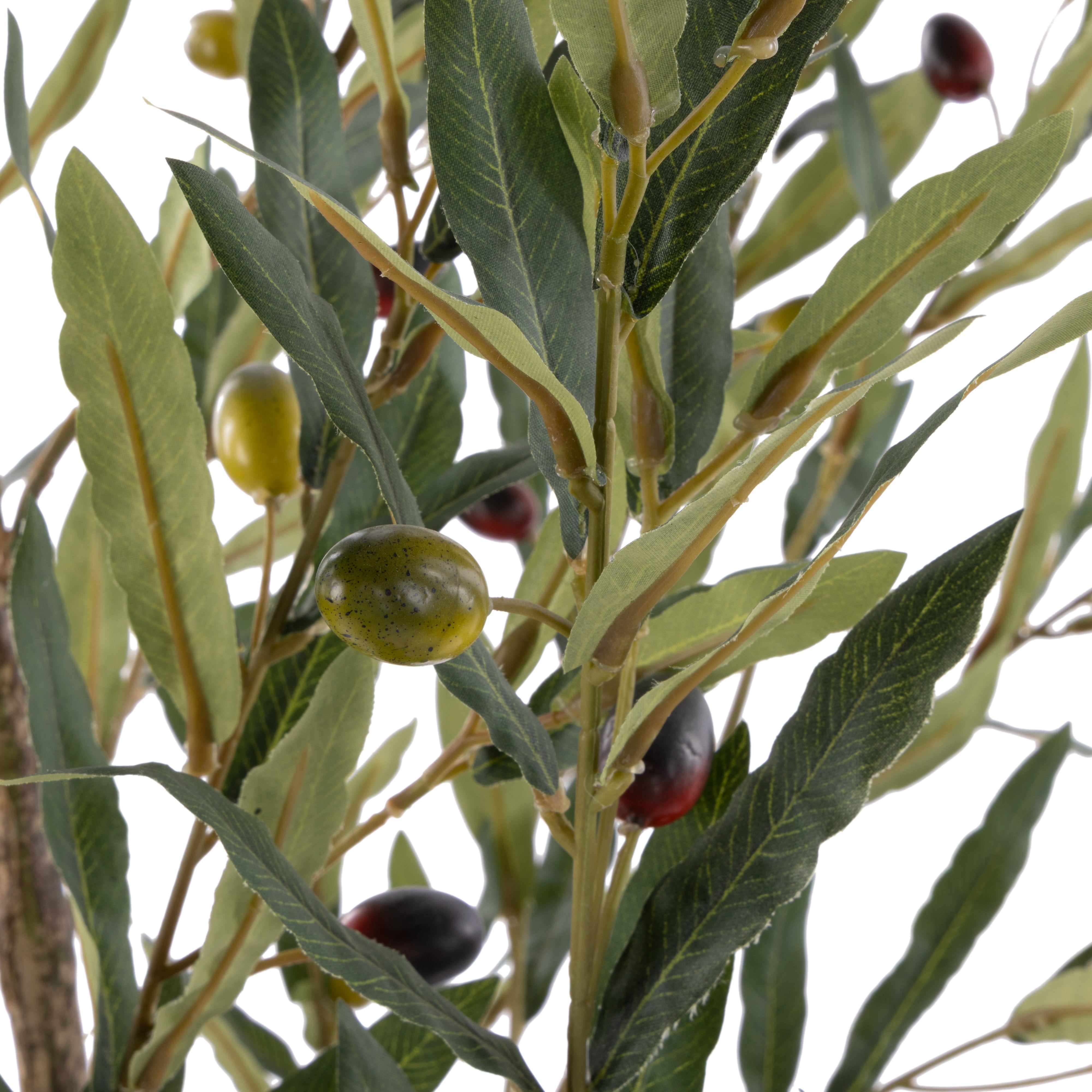 Rogue Olive Tree - Milan Planter